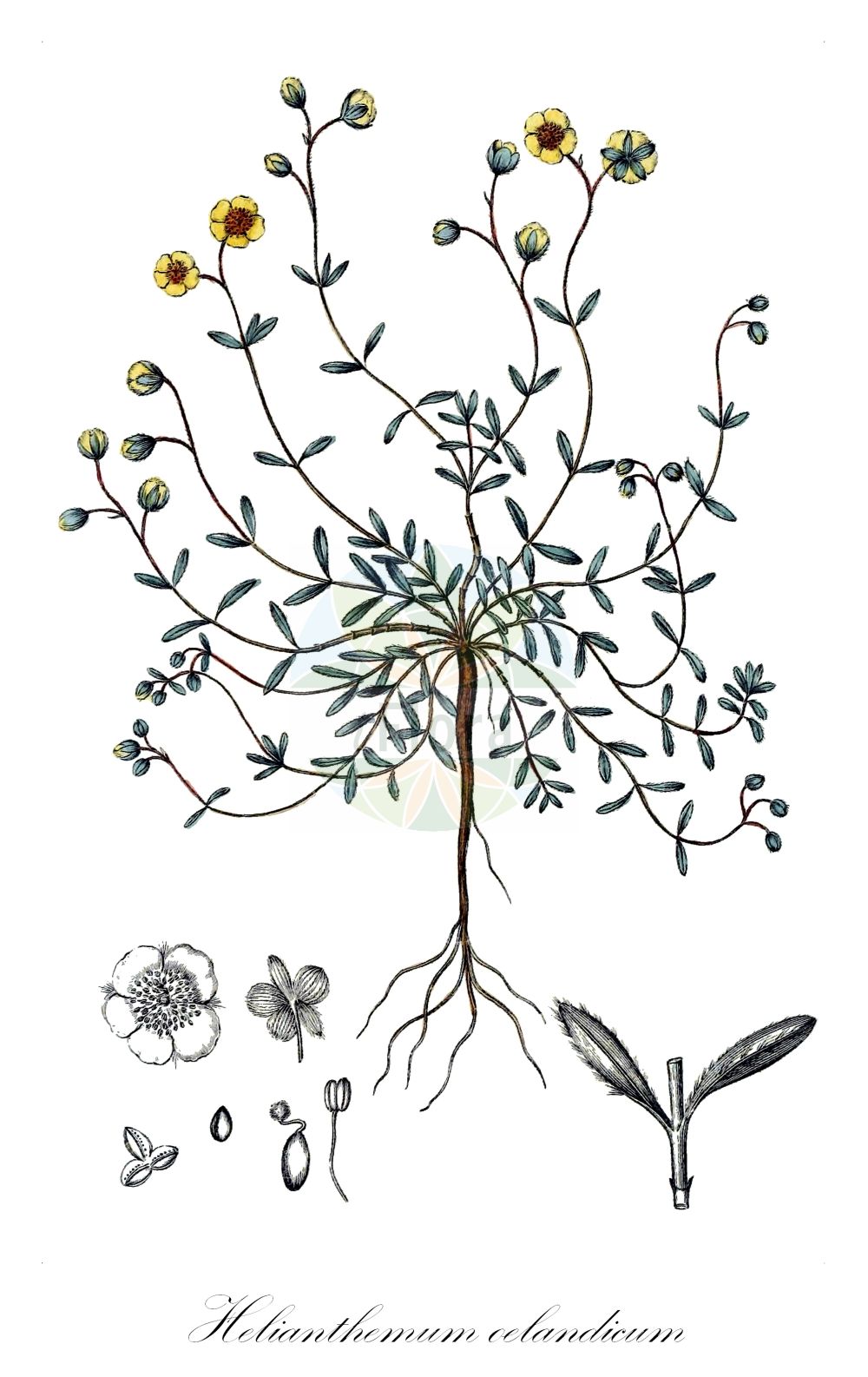Helianthemum oelandicum - Cistaceae,Plantae,Pteridobiotina,Angiosperms,Malvales,Cistaceae,Helianthemum,Helianthemum oelandicum,Cistus oelandicus, Helianthemum italicum subsp. oelandicum, Helianthemum italicum var. oelandicum, Helianthemum montanum var. oelandicum, Helianthemum oelandicum, Helianthemum oelandicum var. glabrum,Ölands Sonnenröschen;hélianthème d'Öland;солнцецвет эландский;tüylü güngülü;heliantemë;sunčanica;äkta ölandssolvända;ölandssolvända;almindelig Ølands-soløje;Ølands-soløje;ölandssolrose;kaljuöölanninpäivännouto;öölanninpäivännouto