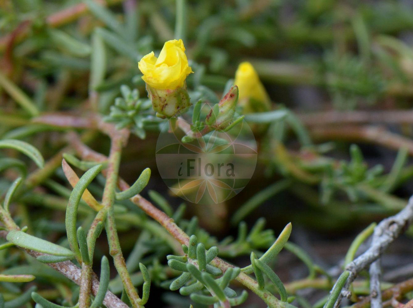 Fumana procumbens - Cistaceae,Plantae,Pteridobiotina,Angiosperms,Malvales,Cistaceae,Fumana,Fumana procumbens,Helianthemum fumana var. procumbens, Helianthemum procumbens,Gewöhnliches Nadelröschen;Zwerg-Sonnenröschen;Heideröschen;Niederliegendes Heideröschen;Liegendes Heideröschen;Zwergsonnenröschen;common fumana;Fumana couché;fumana vulgaire;fumana à feuilles retombantes;fumana étalé;jarilla;jarilla rastrera;tomillo dulce;zarilla;Fumana comune;dwergzonneroosje;фумана лежащая;yer güneşotu;fumanë;esteperola procumbent;fumana procumbent;obični sunčac;gotlandssolvända;Gotlandssoløje;polegla poljanka;naprózsa;devaterka poléhavá;devätorka rozprestretá;фумана лежача;полегнала фумана;gotlandssolrose;rentopäivänkilo;деветерник;сунчаница