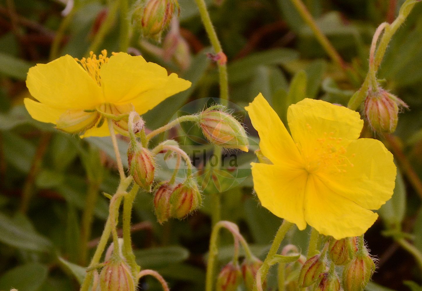 Helianthemum nummularium - Cistaceae,Plantae,Pteridobiotina,Angiosperms,Malvales,Cistaceae,Helianthemum,Helianthemum nummularium,Cistus helianthemum var. nummularius, Cistus nummularius, Helianthemum chamaecistus subsp. nummularium, Helianthemum variabile var. virescens, Helianthemum vulgare var. nummularium,Gewöhnliches Sonnenröschen;Großblütiges Sonnenröschen;Eiblättriges Sonnenröschen;Kahles Sonnenröschen;Ovalblättriges Sonnenröschen;Trübgrünes Sonnenröschen;Zweifarbiges Sonnenröschen;Eiblatt-Sonnenröschen;Kahles Großblüten-Sonnenröschen;Gemeines Sonnenröschen;common rock-rose;little sunrose;rockrose;Hélianthème nummulaire;hélianthème faux-ciste;hélianthème vulgaire;fleur du soleil;hélianthème jaune;herbe d'or;hysope;flor del sol;jarilla de monte;mirasol;perdiguera;quiribel;Eliantemo maggiore;eliantemo;vanlig myrten;gestippelt zonneroosje;geel zonneroosje;солнцецвет монетолистный;güngülü;heleantema e zakonshme;heliantemë;heliantem nummular;obična sunčanica;ljus solvända;solvända;filtet soløje;soløje;posłonek kutnerowaty;posłonek rozesłany;közönséges napvirág;molyhos napvirág;devaterník penízkovitý;iarba osului;devätorník obyčajný;devätorník peniažtekový;сонцецвіт звичайний;обикновеният жълтак;harilik kuldkann;dzeltenā saulrozīte;solrose;ketopäivännouto;kultapäivännouto;paprastasis saulenis;ηλιάνθεμο