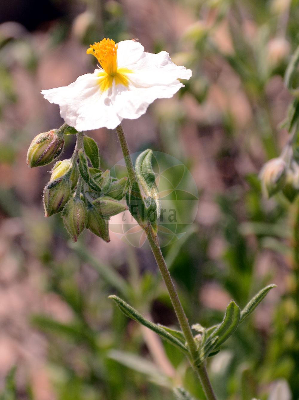 Helianthemum apenninum - Cistaceae,Plantae,Pteridobiotina,Angiosperms,Malvales,Cistaceae,Helianthemum,Helianthemum apenninum,Cistus apenninus, Helianthemum polifolium subsp. apenninum, Helianthemum polifolium var. apenninum, Helianthemum variabile, Helianthemum variabile var. apenninum, Helianthemum variabile var. mutabile,Apennin-Sonnenröschen;Apenninen-Sonnenröschen;white rock-rose;apennine rockrose;Hélianthème des Apennins;hélianthème des Appenins;hélianthème à feuilles de polium;hélianthème blanc;perdicera blanca;perdiguera;zamarrilla;Eliantemo degli Appennini;eliantemo degli Apennini;wit zonneroosje;солнцецвет аппенинский;ak güngülü;heliantemë;heliantem apení