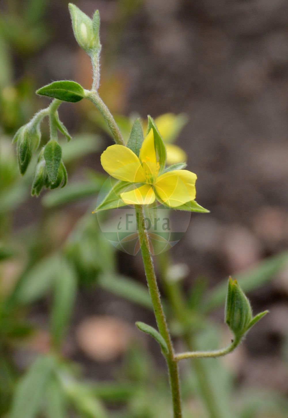 Helianthemum salicifolium - Cistaceae,Plantae,Pteridobiotina,Angiosperms,Malvales,Cistaceae,Helianthemum,Helianthemum salicifolium,Aphananthemum salicifolium, Cistus salicifolius, Helianthemum salicifolium subsp. intermedium, Helianthemum salicifolium var. vulgare,Weidenblättriges Sonnenröschen;Hélianthème à feuilles de saule;hélianthème intermédiaire;hierba del quadrillo;hierba turmera;turmera;Eliantemo annuale;солнцецвет иволистный;söğüt güngülü;heliantemë;heliantem salicifoli;vrbolisna sunčanica;сонцецвіт верболистий;върболистен желтак;shimshon matzui;שִׁמְשׁוֹן מָצוּי