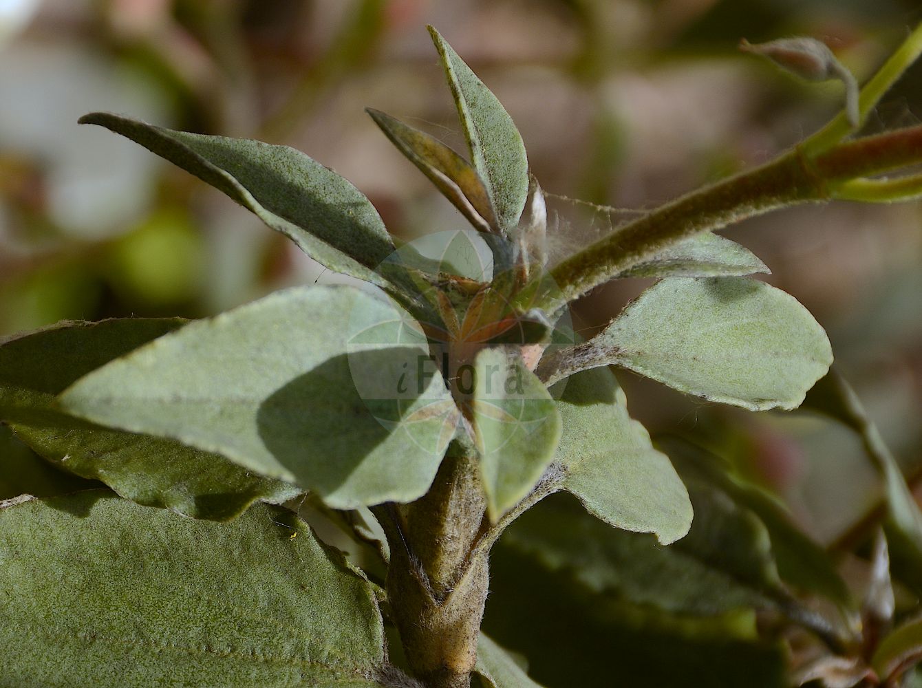 Cistus salviifolius - Cistaceae,Plantae,Pteridobiotina,Angiosperms,Malvales,Cistaceae,Cistus,Cistus salviifolius,Cistus apricus, Cistus arrigens, Cistus elegans, Cistus fruticans, Cistus humilis, Cistus microphyllus, Cistus platyphyllus, Cistus rhodanensis, Cistus salviifolius f. biflorus, Cistus salviifolius f. brevipedunculatus, Cistus salviifolius f. cymosus, Cistus salviifolius f. grandifolius, Cistus salviifolius f. longipedunculatus, Cistus salviifolius f. macrocalyx, Cistus salviifolius prol. apricus, Cistus salviifolius prol. arrigens, Cistus salviifolius prol. elegans, Cistus salviifolius prol. fruticans, Cistus salviifolius prol. platyphyllus, Cistus salviifolius prol. rhodanensis, Cistus salviifolius prol. velutinus, Cistus salviifolius var. biflorus, Cistus salviifolius var. brevipedunculatus, Cistus salviifolius var. corbariensis, Cistus salviifolius var. cymosus, Cistus salviifolius var. elegans, Cistus salviifolius var. fissipetalus, Cistus salviifolius var. flavescens, Cistus salviifolius var. grandifolius, Cistus salviifolius var. longipedunculatus, Cistus salviifolius var. macrocalyx, Cistus salviifolius var. microphyllus, Cistus salviifolius var. occidentalis, Cistus salviifolius var. pandoanus, Cistus salviifolius var. rierae, Cistus salviifolius var. schizocalyx, Cistus salviifolius var. undulatifolius, Cistus salviifolius var. vulgaris, Cistus sideritis, Cistus velutinus, Ledonia aprica, Ledonia arrigens, Ledonia elegans, Ledonia fruticans, Ledonia humilis, Ledonia microphylla, Ledonia peduncularis, Ledonia peduncularis var. salviifolia, Ledonia platyphylla, Ledonia rhodanensis, Ledonia salviifolia, Ledonia velutina,Salbeiblättrige Zistrose;Ciste à feuilles de sauge;ciste femelle;mondré;chocasapos;estepa borda;jaguarzo morisco;jaguarzo negro;jaguarzo vaquero;jara estepa;jara negra;tomillo blanco;Brentina;Cisto femmina;Scornabecco;cisto a foglie di salvia;sargaco;saganho-moro;ладанник белый;ладанник шалфеелистный;kartli;mënishte;estepa borda;estepa borrera;bijeli bušin;kaduljelistni brškin;тамянка;lotem marvani;לֹטֶם מַרְוָנִי
