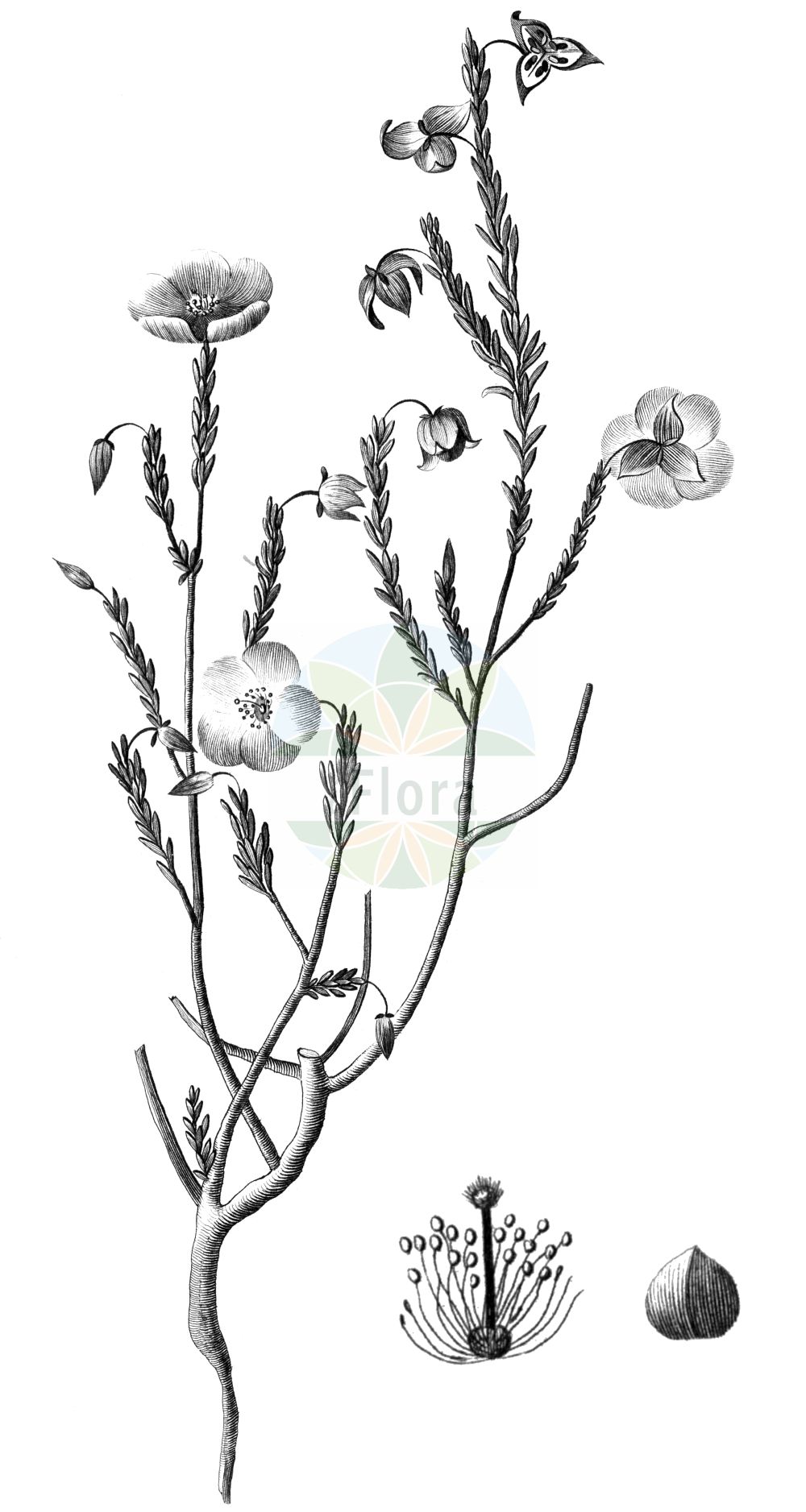 Fumana ericoides - Cistaceae,Plantae,Pteridobiotina,Angiosperms,Malvales,Cistaceae,Fumana,Fumana ericoides,Cistus ericoides, Fumana spachii var. ericoides, Fumana vulgaris subsp. ericoides, Helianthemum fumana subsp. ericoides, Helianthemum fumana var. ericoides,Aufrechtes Nadelröschen;Aufrechtes Heideröschen;Fumana dressé;fumana à feuilles de bruyère;fumana de Spach;fumana fausse-bruyère;hierba sillera;jara-tomillo;sillerilla;tomillo de flor de jara;zamarrilla;Fumana mediterranea;фумана эриковидная;botja gran;estepa groga;falsa herba de setge;fumana ericoide;herba blanca;herba de setge