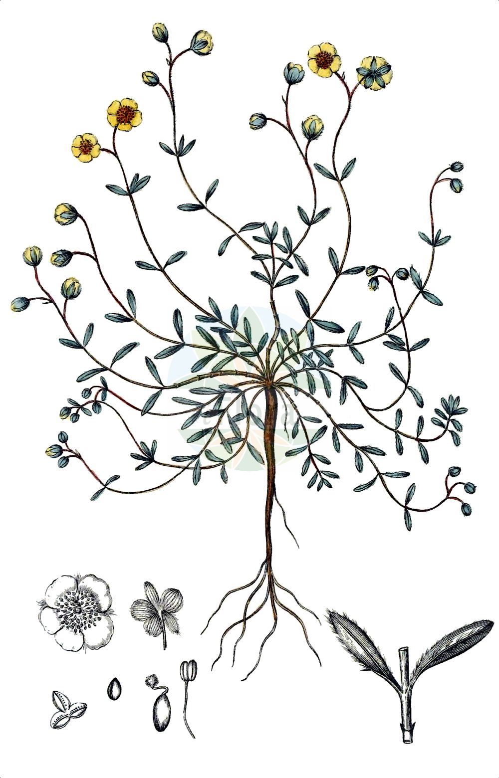 Helianthemum oelandicum - Cistaceae,Plantae,Pteridobiotina,Angiosperms,Malvales,Cistaceae,Helianthemum,Helianthemum oelandicum,Cistus oelandicus, Helianthemum italicum subsp. oelandicum, Helianthemum italicum var. oelandicum, Helianthemum montanum var. oelandicum, Helianthemum oelandicum, Helianthemum oelandicum var. glabrum,Ölands Sonnenröschen;hélianthème d'Öland;солнцецвет эландский;tüylü güngülü;heliantemë;sunčanica;äkta ölandssolvända;ölandssolvända;almindelig Ølands-soløje;Ølands-soløje;ölandssolrose;kaljuöölanninpäivännouto;öölanninpäivännouto