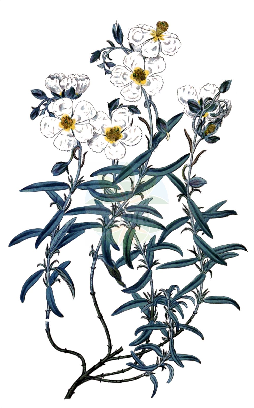 Helianthemum apenninum - Cistaceae,Plantae,Pteridobiotina,Angiosperms,Malvales,Cistaceae,Helianthemum,Helianthemum apenninum,Cistus apenninus, Helianthemum polifolium subsp. apenninum, Helianthemum polifolium var. apenninum, Helianthemum variabile, Helianthemum variabile var. apenninum, Helianthemum variabile var. mutabile,Apennin-Sonnenröschen;Apenninen-Sonnenröschen;white rock-rose;apennine rockrose;Hélianthème des Apennins;hélianthème des Appenins;hélianthème à feuilles de polium;hélianthème blanc;perdicera blanca;perdiguera;zamarrilla;Eliantemo degli Appennini;eliantemo degli Apennini;wit zonneroosje;солнцецвет аппенинский;ak güngülü;heliantemë;heliantem apení
