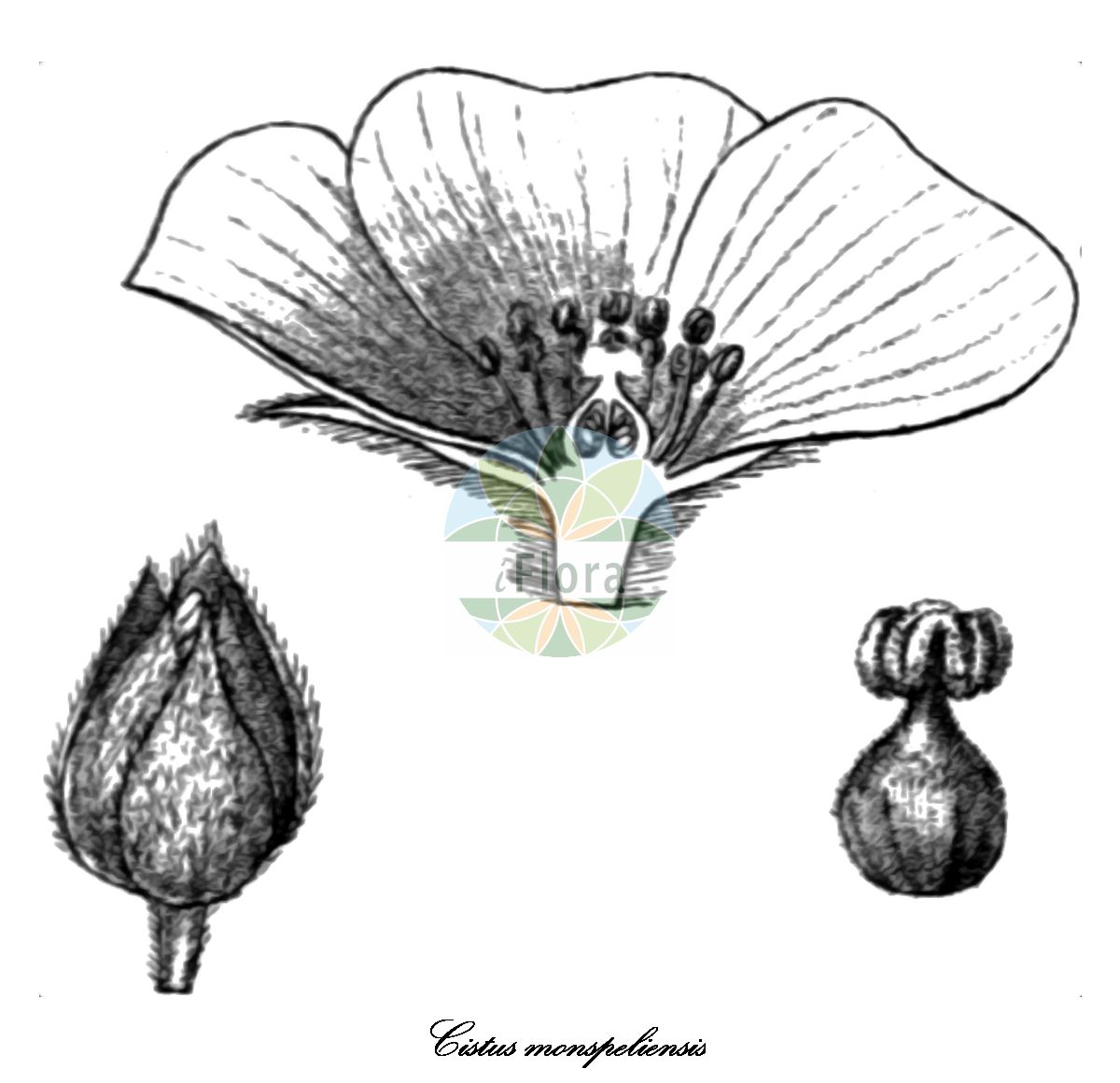 Cistus monspeliensis - Cistaceae,Plantae,Pteridobiotina,Angiosperms,Malvales,Cistaceae,Cistus,Cistus monspeliensis,Cistus affinis, Cistus collinus, Cistus feredjensis, Cistus monspeliensis f. albiflorus, Cistus monspeliensis f. flavescens, Cistus monspeliensis f. typicus, Cistus monspeliensis prol. affinis, Cistus monspeliensis prol. affinis, Cistus monspeliensis subsp. affinis, Cistus monspeliensis subsp. canariensis, Cistus monspeliensis var. affinis, Cistus monspeliensis var. densifolius, Cistus monspeliensis var. feredjensis, Cistus monspeliensis var. flavescens, Cistus monspeliensis var. major, Cistus monspeliensis var. minor, Cistus monspeliensis var. parviflorus, Cistus monspeliensis var. vulgaris, Cistus oleifolius, Cistus valentinus, Stephanocarpus monspeliensis,Montpellier-Zistrose;ciste de Montpellier;couquin;massugué;mouché;mougé;hoalgazo;jaguarzo;jaguarzo prieto;jara negra;zaguarzo;cisto marino;cisto di Montpellier;imbreteno;muschio;rembrottine;sagarço;ладанник монпельенский;pamukluk;mënishte;cist;estepa mosquera;estepa negra;ljepivi bušina;цъфтящ лавдан