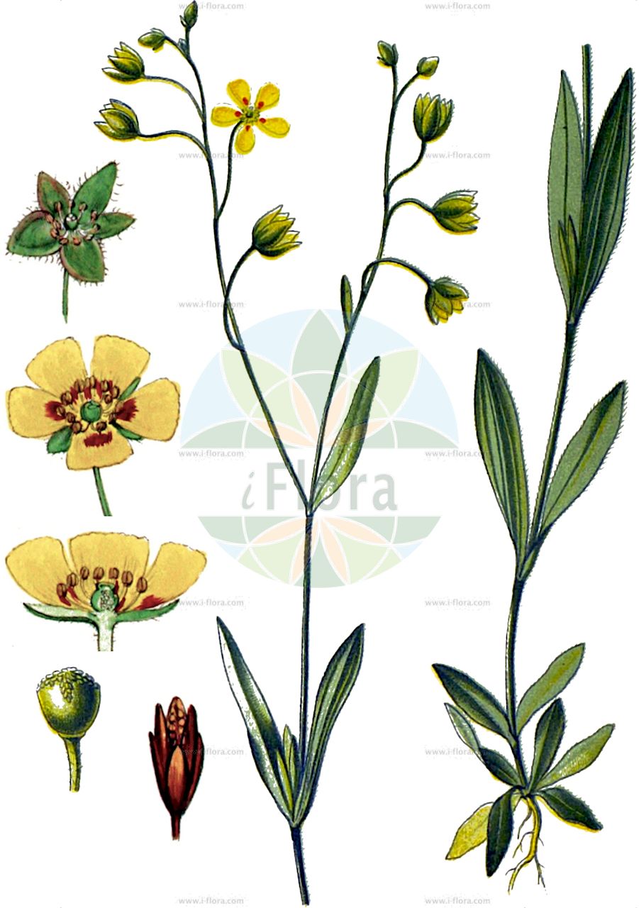 Tuberaria guttata - Cistaceae,Plantae,Pteridobiotina,Angiosperms,Malvales,Cistaceae,Tuberaria,Tuberaria guttata,Cistus cistifolius, Cistus foetidus, Cistus guttatus, Cistus immaculatum, Cistus lanceolatus, Cistus obscurus, Cistus piluliferus, Cistus punctatus, Cistus sampsucifolius, Cistus serratifolius, Cistus serratus, Cistus splendens, Cistus sulphureus, Cistus teretifolius, Halimium alyssoides, Helianthemum alyssoides, Helianthemum breweri, Helianthemum discolor, Helianthemum eriocaulon, Helianthemum guttatum, Helianthemum guttatum f. minor, Helianthemum guttatum f. patulum, Helianthemum guttatum prol. littorale, Helianthemum guttatum prol. milleri, Helianthemum guttatum subsp. breweri, Helianthemum guttatum subsp. discolor, Helianthemum guttatum subsp. eriocaulon, Helianthemum guttatum subsp. littorale, Helianthemum guttatum subsp. milleri, Helianthemum guttatum subsp. variabile, Helianthemum guttatum subsp. villosissimum, Helianthemum guttatum subvar. serratum, Helianthemum guttatum var. asterotrichum, Helianthemum guttatum var. breweri, Helianthemum guttatum var. cavanillesii, Helianthemum guttatum var. columnae, Helianthemum guttatum var. discolor, Helianthemum guttatum var. eriocaulon, Helianthemum guttatum var. immaculatum, Helianthemum guttatum var. llensae, Helianthemum guttatum var. macranthum, Helianthemum guttatum var. maritimum, Helianthemum guttatum var. milleri, Helianthemum guttatum var. pomelii, Helianthemum guttatum var. punctatum, Helianthemum guttatum var. serratum, Helianthemum guttatum var. villosissimum, Helianthemum hirsutum, Helianthemum imbricatum, Helianthemum littorale, Helianthemum milleri, Helianthemum milleri var. eriocaulon, Helianthemum patulum, Helianthemum plantagineum var. serratum, Helianthemum punctatum, Helianthemum semistipulatum, Helianthemum serratum, Helianthemum variabile subvar. eriocaulon, Helianthemum variabile subvar. genuinum, Helianthemum variabile subvar. viscosopuberulum, Helianthemum variabile var. cavanillesii, Helianthemum variabile var. cinereum, Helianthemum variabile var. vulgare, Helianthemum villosissimum, Therocistus glomeratus, Therocistus guttatus, Therocistus guttatus subsp. littoralis, Therocistus villosissimus, Tuberaria annua, Tuberaria annua subsp. alphonsi, Tuberaria annua subsp. barcinonensis, Tuberaria annua subsp. calvipes, Tuberaria annua subsp. degenii, Tuberaria annua subsp. flavescens, Tuberaria annua subsp. hispanica, Tuberaria annua subsp. julii, Tuberaria discolor, Tuberaria gallaecica, Tuberaria glomerata, Tuberaria guttata f. clandestina, Tuberaria guttata subsp. breweri, Tuberaria guttata subsp. discolor, Tuberaria guttata subsp. inconspicua, Tuberaria guttata subsp. variabilis, Tuberaria guttata var. aveyronensis, Tuberaria guttata var. breweri, Tuberaria guttata var. cinerea, Tuberaria guttata var. clandestina, Tuberaria guttata var. columnae, Tuberaria guttata var. croccea, Tuberaria guttata var. eriocaulon, Tuberaria guttata var. milleri, Tuberaria guttata var. punctata, Tuberaria guttata var. serrata, Tuberaria inconspicua var. gallaecica, Tuberaria patula, Tuberaria perennis, Tuberaria variabilis, Tuberaria variabilis f. cavanillesii, Tuberaria variabilis f. diformis, Tuberaria variabilis f. milleri, Tuberaria variabilis subsp. eriocaulon, Tuberaria variabilis subsp. masguindalii, Tuberaria variabilis var. cavanillesii, Tuberaria variabilis var. cinerea, Tuberaria variabilis var. desiderii, Tuberaria variabilis var. eriocaulon, Tuberaria variabilis var. linnaei, Tuberaria variabilis var. llensae, Tuberaria variabilis var. maritima, Tuberaria variabilis var. milleri, Tuberaria variabilis var. mixta, Tuberaria variabilis var. viscosopuberula, Tuberaria variabilis var. vulgaris, Tuberaria villosissima, Tuberaria villosissima var. pomelii, Tuberaria villosissima var. sicula, Xolantha discolor, Xolantha glomerata, Xolantha lanceolata, Xolantha racemosa, Xolantha villosissima, Xolanthes guttatus, Xolanthes racemosa,Geflecktes Sandröschen;Sandröschen;spotted rock-rose;hélianthème à gouttes;grille taché;grille tachée;hélianthème taché;hélianthème tacheté;tubéraire à gouttes;hierba turmera;turmera;fior gallinaccio comune;vanlig maskros;zonneroosje;gevlekt zonnekruid;gevlekt zonneroosje;туберария крапчатая;karagöz gülü;tuberarie;heliantem maculat;istočkana sunčanica;fläcksolvända;slnečný kvet škvrnitý;täplänouto;shimshonit hattippin;שִׁמְשׁוֹנִית הַטִּפִּין;ετήσια τουμπεράρια
