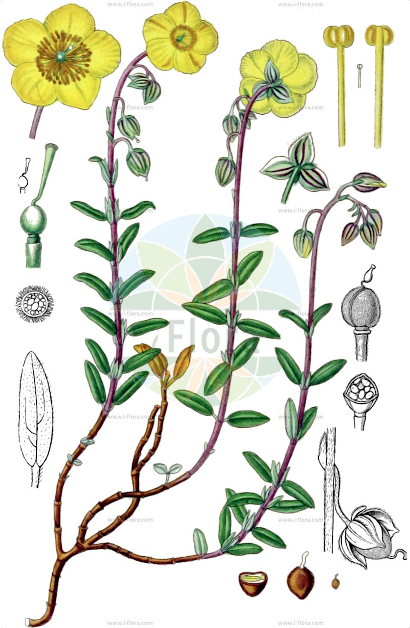 Helianthemum nummularium - Cistaceae,Plantae,Pteridobiotina,Angiosperms,Malvales,Cistaceae,Helianthemum,Helianthemum nummularium,Cistus helianthemum var. nummularius, Cistus nummularius, Helianthemum chamaecistus subsp. nummularium, Helianthemum variabile var. virescens, Helianthemum vulgare var. nummularium,Gewöhnliches Sonnenröschen;Großblütiges Sonnenröschen;Eiblättriges Sonnenröschen;Kahles Sonnenröschen;Ovalblättriges Sonnenröschen;Trübgrünes Sonnenröschen;Zweifarbiges Sonnenröschen;Eiblatt-Sonnenröschen;Kahles Großblüten-Sonnenröschen;Gemeines Sonnenröschen;common rock-rose;little sunrose;rockrose;Hélianthème nummulaire;hélianthème faux-ciste;hélianthème vulgaire;fleur du soleil;hélianthème jaune;herbe d'or;hysope;flor del sol;jarilla de monte;mirasol;perdiguera;quiribel;Eliantemo maggiore;eliantemo;vanlig myrten;gestippelt zonneroosje;geel zonneroosje;солнцецвет монетолистный;güngülü;heleantema e zakonshme;heliantemë;heliantem nummular;obična sunčanica;ljus solvända;solvända;filtet soløje;soløje;posłonek kutnerowaty;posłonek rozesłany;közönséges napvirág;molyhos napvirág;devaterník penízkovitý;iarba osului;devätorník obyčajný;devätorník peniažtekový;сонцецвіт звичайний;обикновеният жълтак;harilik kuldkann;dzeltenā saulrozīte;solrose;ketopäivännouto;kultapäivännouto;paprastasis saulenis;ηλιάνθεμο