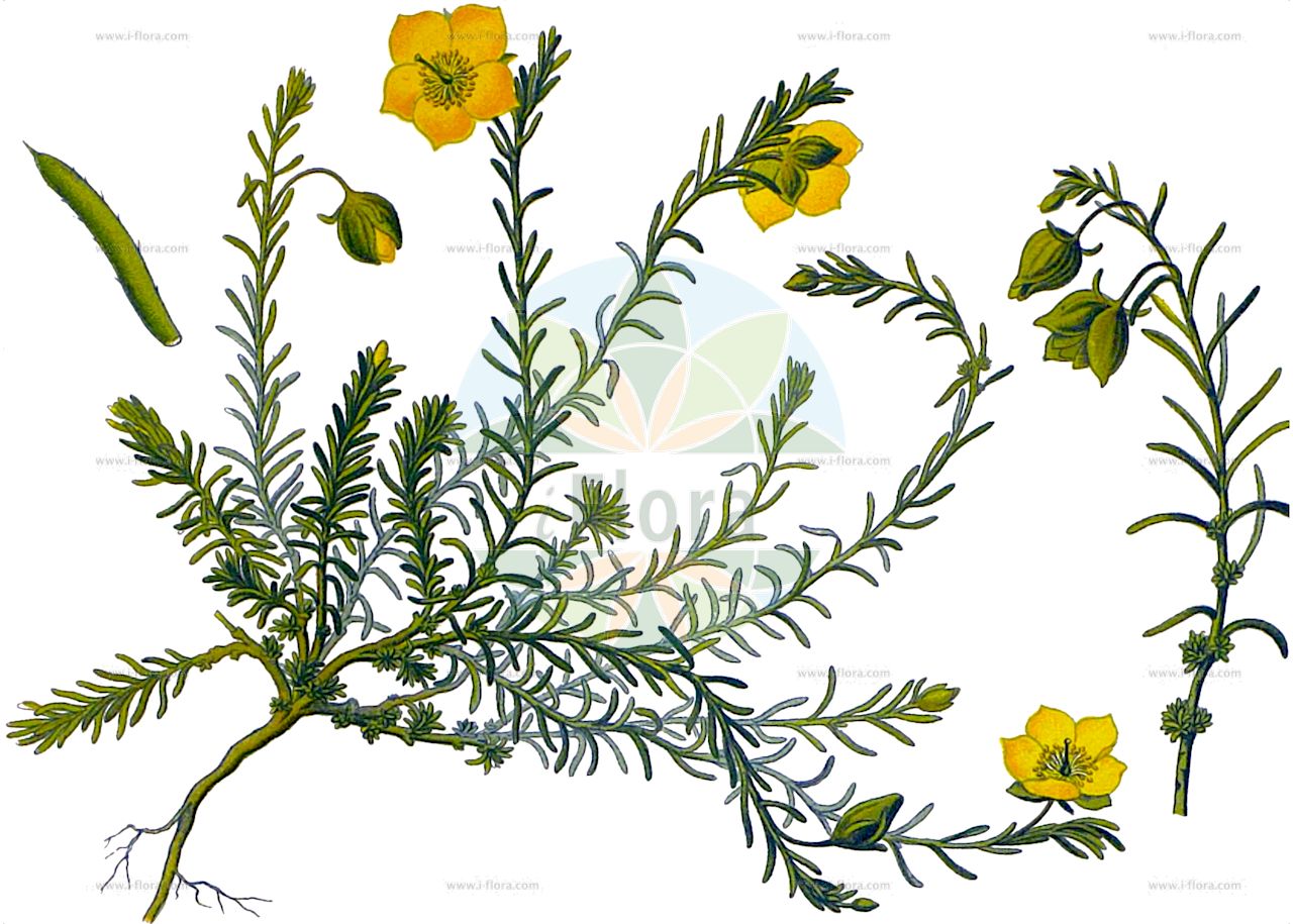 Fumana procumbens - Cistaceae,Plantae,Pteridobiotina,Angiosperms,Malvales,Cistaceae,Fumana,Fumana procumbens,Helianthemum fumana var. procumbens, Helianthemum procumbens,Gewöhnliches Nadelröschen;Zwerg-Sonnenröschen;Heideröschen;Niederliegendes Heideröschen;Liegendes Heideröschen;Zwergsonnenröschen;common fumana;Fumana couché;fumana vulgaire;fumana à feuilles retombantes;fumana étalé;jarilla;jarilla rastrera;tomillo dulce;zarilla;Fumana comune;dwergzonneroosje;фумана лежащая;yer güneşotu;fumanë;esteperola procumbent;fumana procumbent;obični sunčac;gotlandssolvända;Gotlandssoløje;polegla poljanka;naprózsa;devaterka poléhavá;devätorka rozprestretá;фумана лежача;полегнала фумана;gotlandssolrose;rentopäivänkilo;деветерник;сунчаница