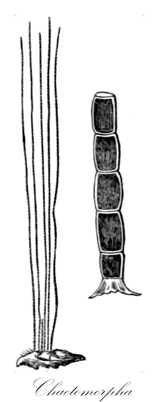 Chaetomorpha - Cladophoraceae,Biota,Plantae,Chlorophyta,Chlorophytina,Ulvophyceae,Cladophorales,Cladophoraceae,Chaetomorpha