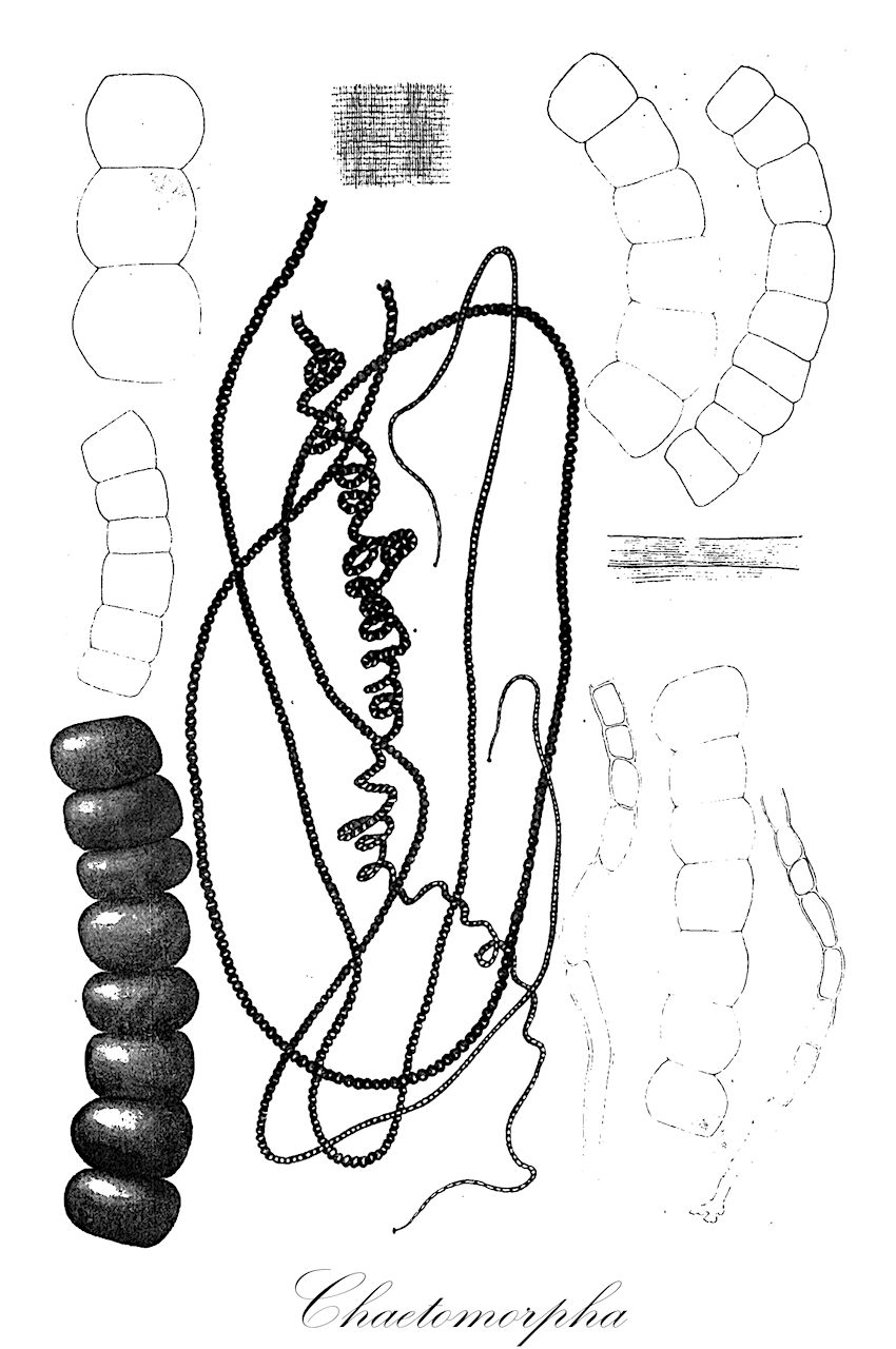 Chaetomorpha - Cladophoraceae