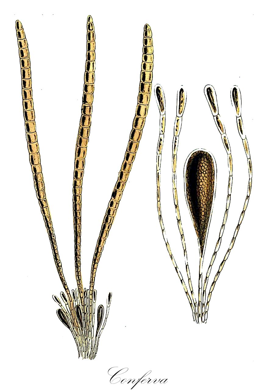 Conferva - Chlorophyta,Biota,Plantae,Chlorophyta,Chlorophytina,Ulvophyceae,Cladophorales,Cladophoraceae,Conferva