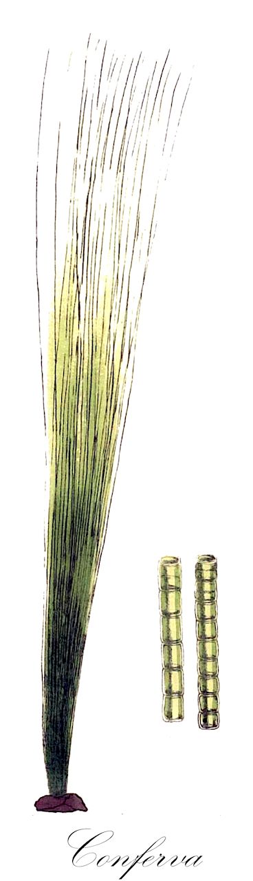 Conferva - Cladophoraceae,Biota,Plantae,Chlorophyta,Chlorophytina,Ulvophyceae,Cladophorales,Cladophoraceae,Conferva