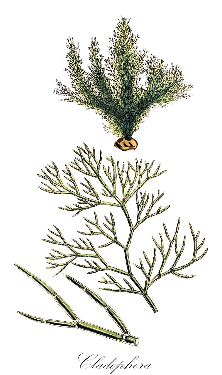 Cladophora - Cladophoraceae,Biota,Plantae,Chlorophyta,Chlorophytina,Ulvophyceae,Cladophorales,Cladophoraceae,Cladophora,Prolifera, Wittleria