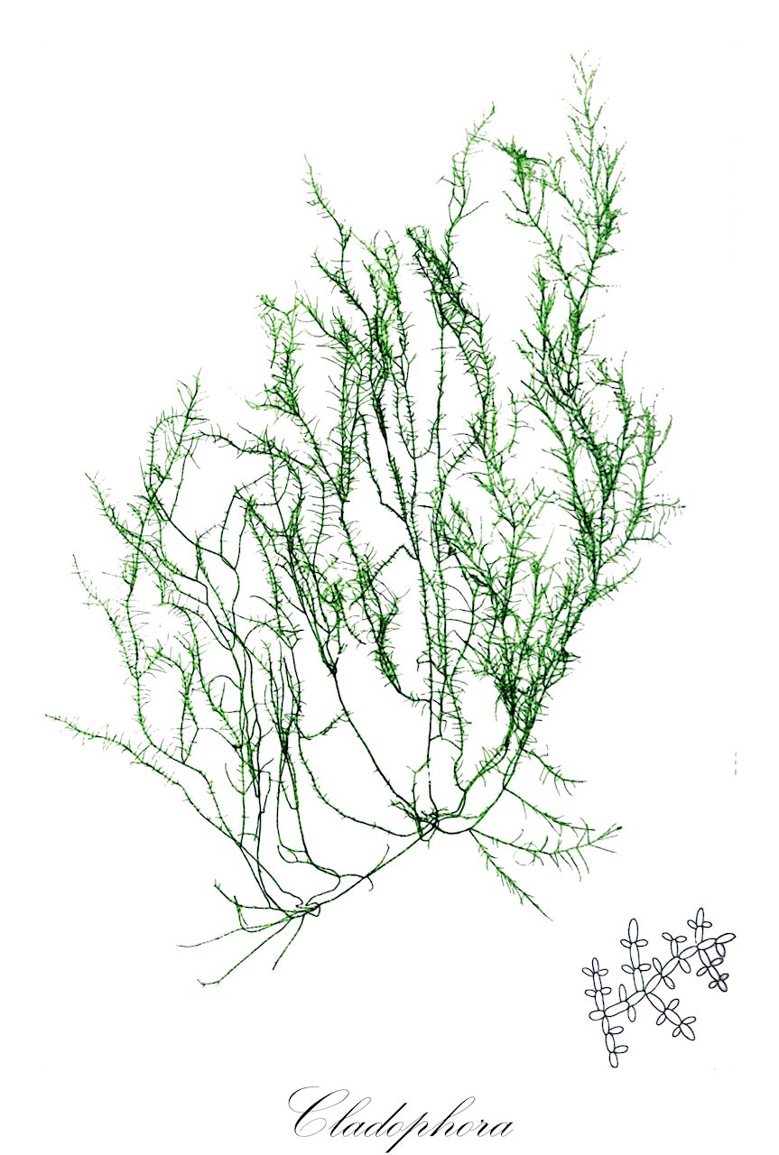 Cladophora - Cladophoraceae,Biota,Plantae,Chlorophyta,Chlorophytina,Ulvophyceae,Cladophorales,Cladophoraceae,Cladophora,Prolifera, Wittleria