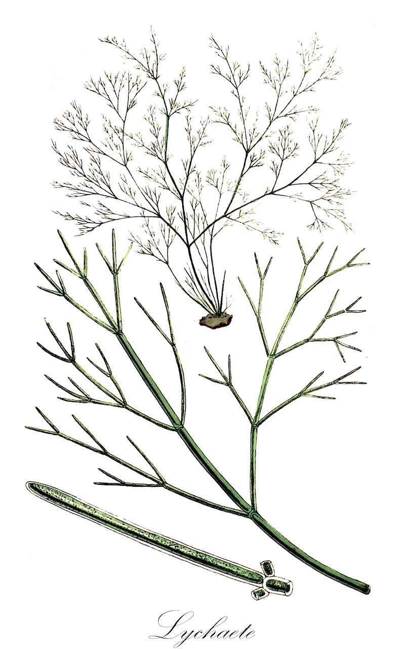 Lychaete - Orchidaceae,Biota,Plantae,Chlorophyta,Chlorophytina,Ulvophyceae,Cladophorales,Cladophoraceae,Lychaete,Acrocladus
