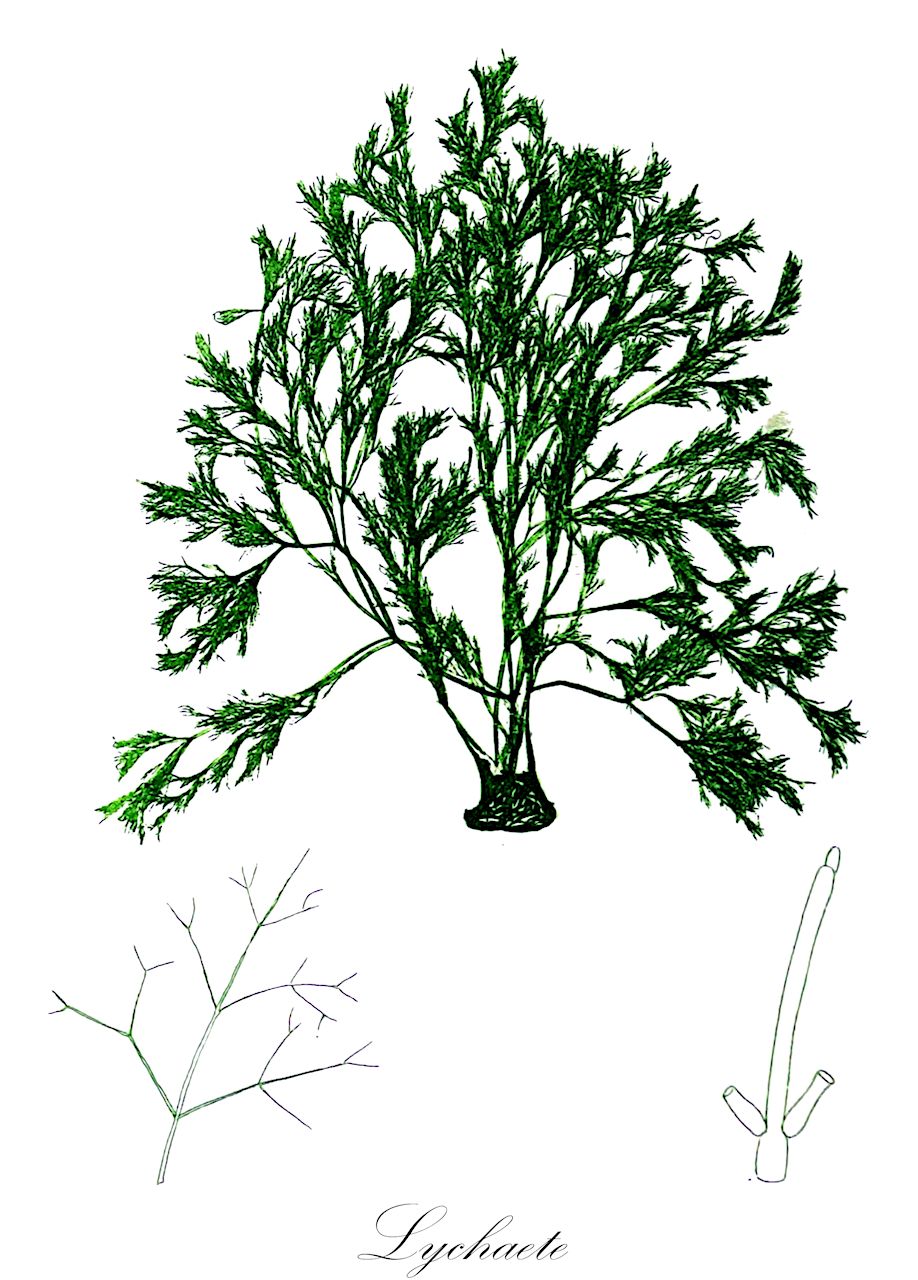 Lychaete - Cladophoraceae,Biota,Plantae,Chlorophyta,Chlorophytina,Ulvophyceae,Cladophorales,Cladophoraceae,Lychaete,Acrocladus