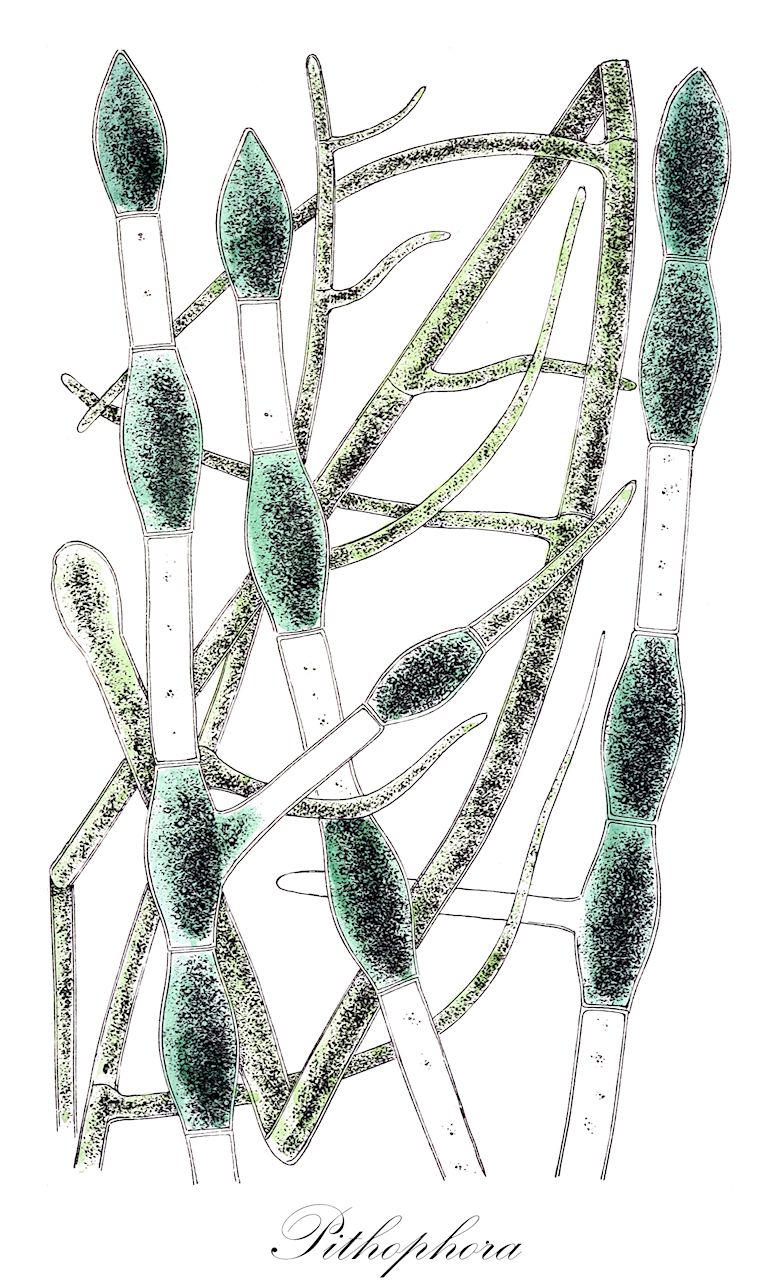 Pithophora - Chlorophyta,Biota,Plantae,Chlorophyta,Chlorophytina,Ulvophyceae,Cladophorales,Cladophoraceae,Pithophora