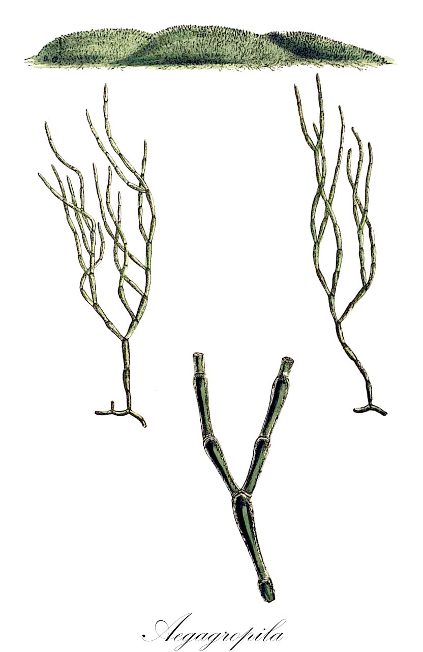 Aegagropila - Cladophoraceae,Biota,Plantae,Chlorophyta,Chlorophytina,Ulvophyceae,Cladophorales,Cladophoraceae,Aegagropila