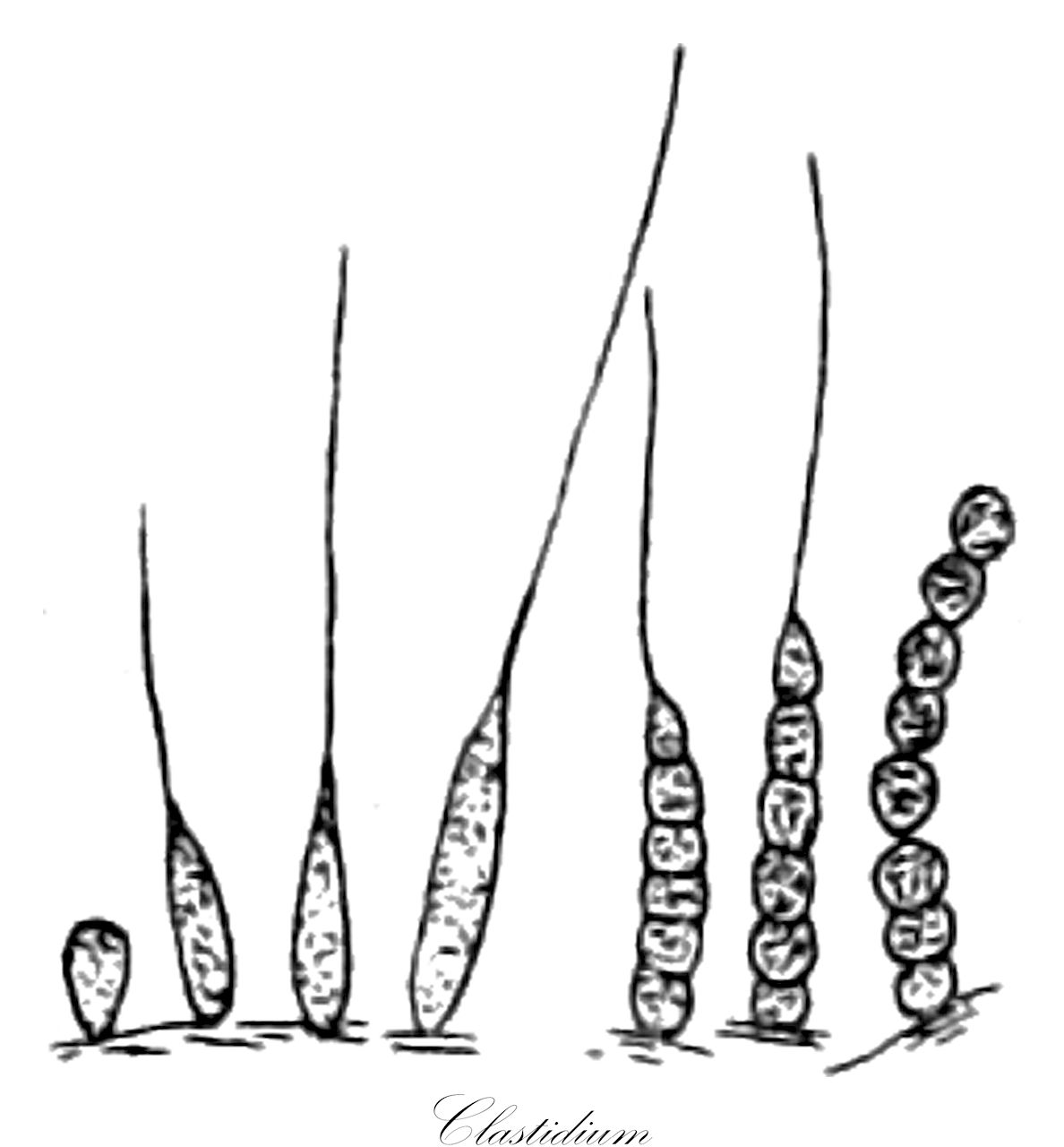 Clastidium - Cyanobacteria,Biota,Bacteria,Negibacteria,Cyanobacteria,Cyanophyceae,Chroococcales,Clastidiaceae,Clastidium