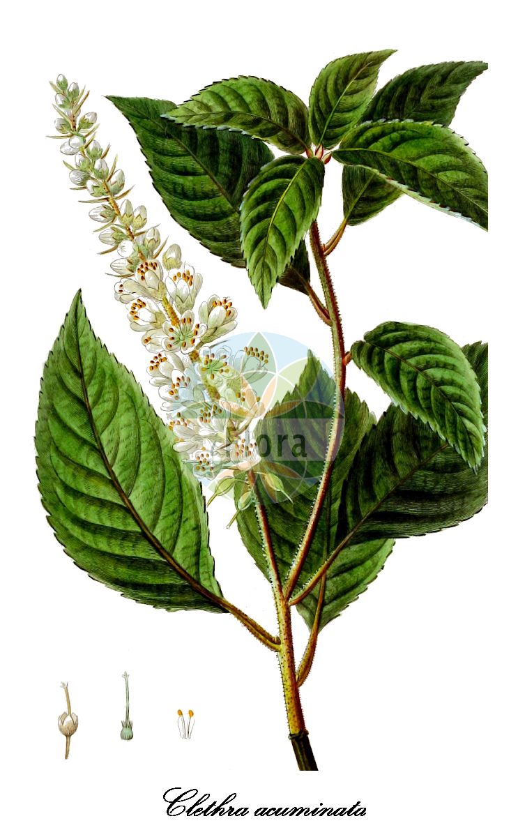 Clethra acuminata - Clethraceae,Plantae,Pteridobiotina,Angiosperms,Ericales,Clethraceae,Clethra,Clethra acuminata,Clethra alnifolia var. michauxii, Clethra glauca, Clethra glauca, Clethra michauxii, Clethra montana,mountain sweet pepperbush