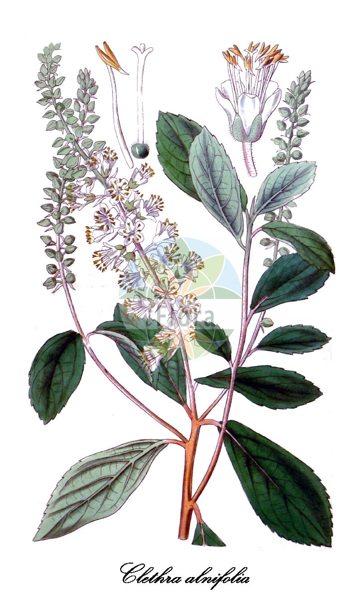 Clethra alnifolia - Clethraceae,Plantae,Pteridobiotina,Angiosperms,Ericales,Clethraceae,Clethra,Clethra alnifolia,Clethra alnifolia f. alnifolia, Clethra alnifolia f. paniculata, Clethra alnifolia f. rosea, Clethra alnifolia var. alnifolia, Clethra alnifolia var. denudata, Clethra alnifolia var. glabella, Clethra alnifolia var. paniculata, Clethra alnifolia var. paniculata, Clethra alnifolia var. rosea, Clethra angustifolia, Clethra bracteata, Clethra dentata, Clethra incana, Clethra paniculata, Clethra pubescens, Clethra pumila,coastal sweet pepperbush;downy sweet pepperbush;summersweet
