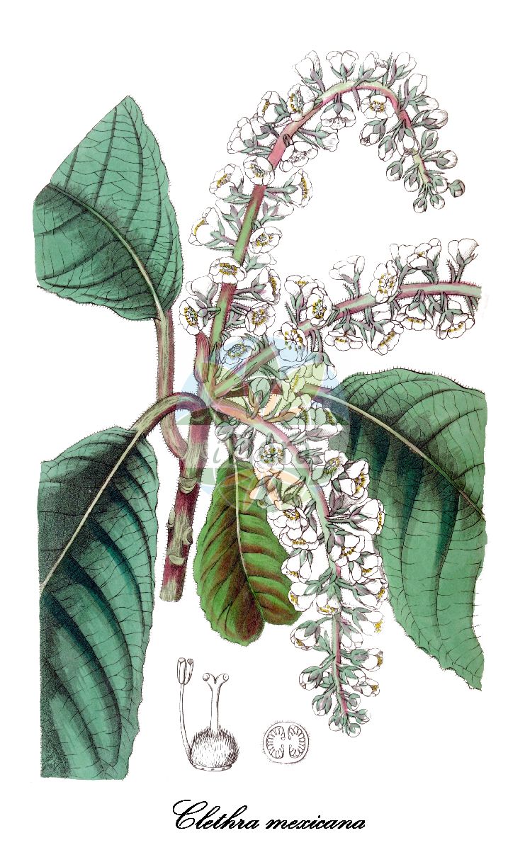 Clethra mexicana - Clethraceae,Plantae,Pteridobiotina,Angiosperms,Ericales,Clethraceae,Clethra,Clethra mexicana,Clethra bimatris, Clethra integerrima, Clethra integrifolia, Clethra kowalewskii, Clethra michoacana, Clethra ovalifolia, Clethra quercifolia, Clethra quercifolia, Kowalewskia integerrima