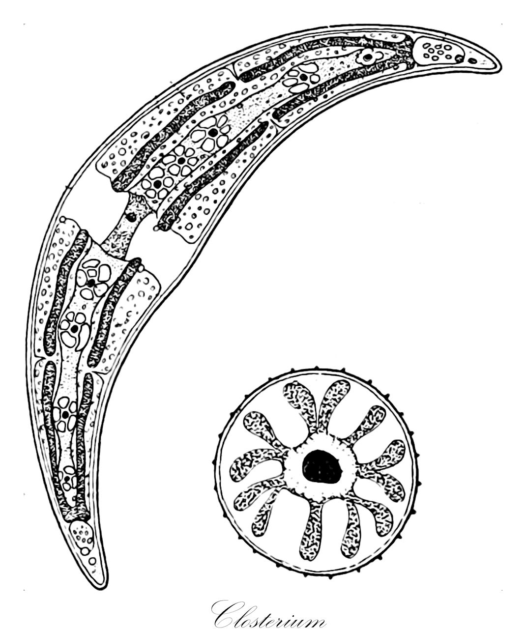 Closterium - Closteriaceae,Biota,Plantae,Charophyta,Conjugatophyceae,Desmidiales,Closteriaceae,Closterium