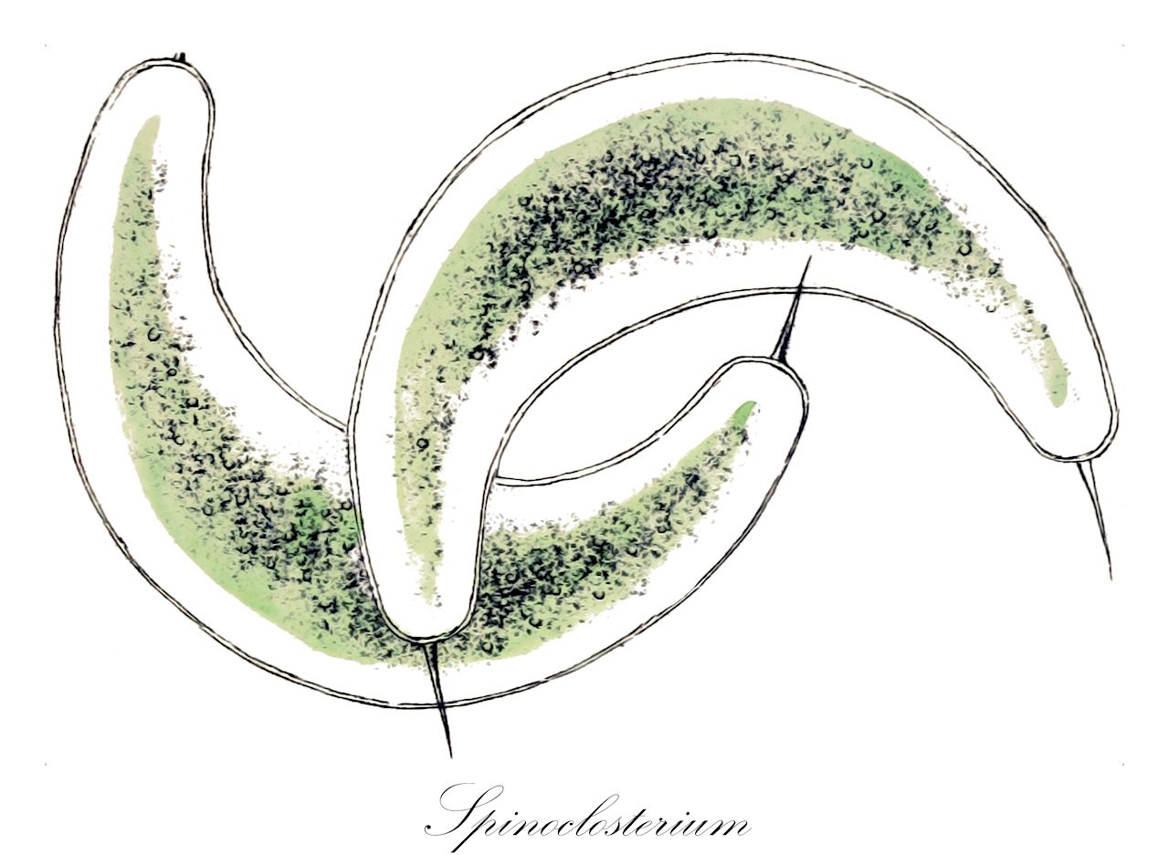 Spinoclosterium - Charophyta,Biota,Plantae,Charophyta,Conjugatophyceae,Desmidiales,Closteriaceae,Spinoclosterium