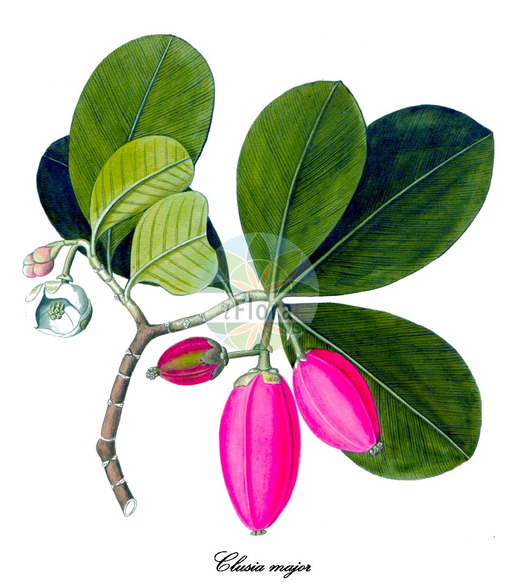 Clusia major - Clusiaceae,Plantae,Pteridobiotina,Angiosperms,Malpighiales,Clusiaceae,Clusia,Clusia major,Birolia alba, Clusia alba, Clusia humboldtii, Clusia major var. depressa