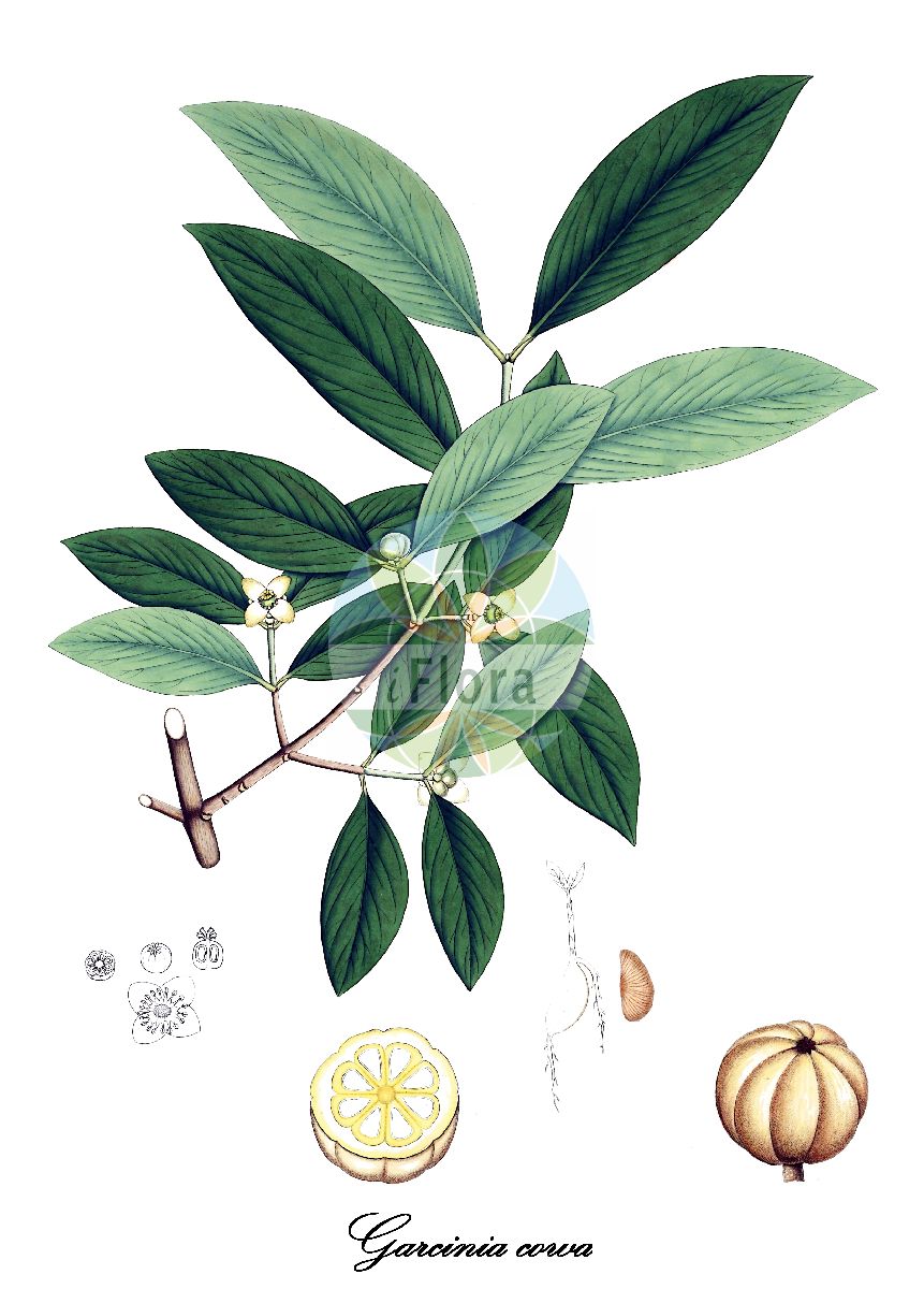 Garcinia cowa - Clusiaceae,Plantae,Pteridobiotina,Angiosperms,Malpighiales,Clusiaceae,Garcinia,Garcinia cowa,Cambogia crassifolia, Garcinia cambogia, Garcinia cornea, Garcinia dioica, Garcinia roxburghii, Garcinia umbellifera, Garcinia wallichii, Oxycarpus gangetica, Stalagmitis cowa, Stalagmitis kydiana, Stalagmitis umbellata