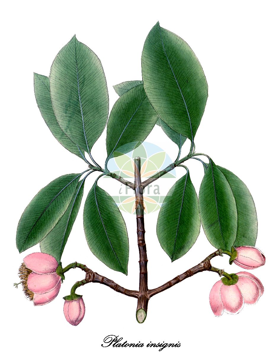 Platonia insignis - Clusiaceae,Plantae,Pteridobiotina,Angiosperms,Malpighiales,Clusiaceae,Platonia,Platonia insignis