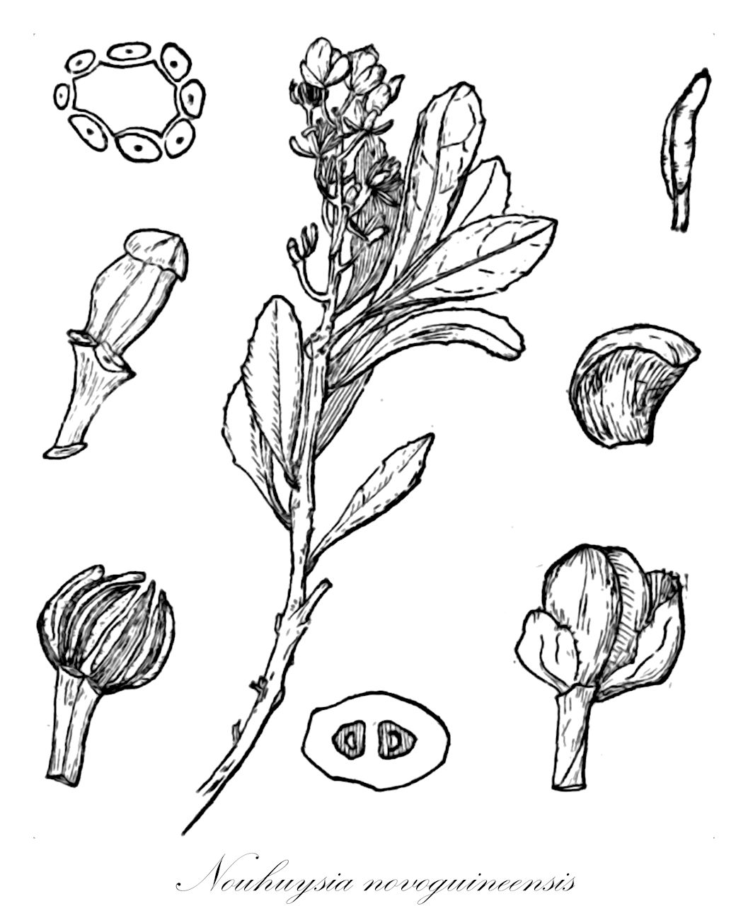 Nouhuysia novoguineensis - Clusiaceae,Plantae,Pteridobiotina,Angiosperms,Malpighiales,Clusiaceae,Nouhuysia,Nouhuysia novoguineensis,Idenburgia novoguineensis