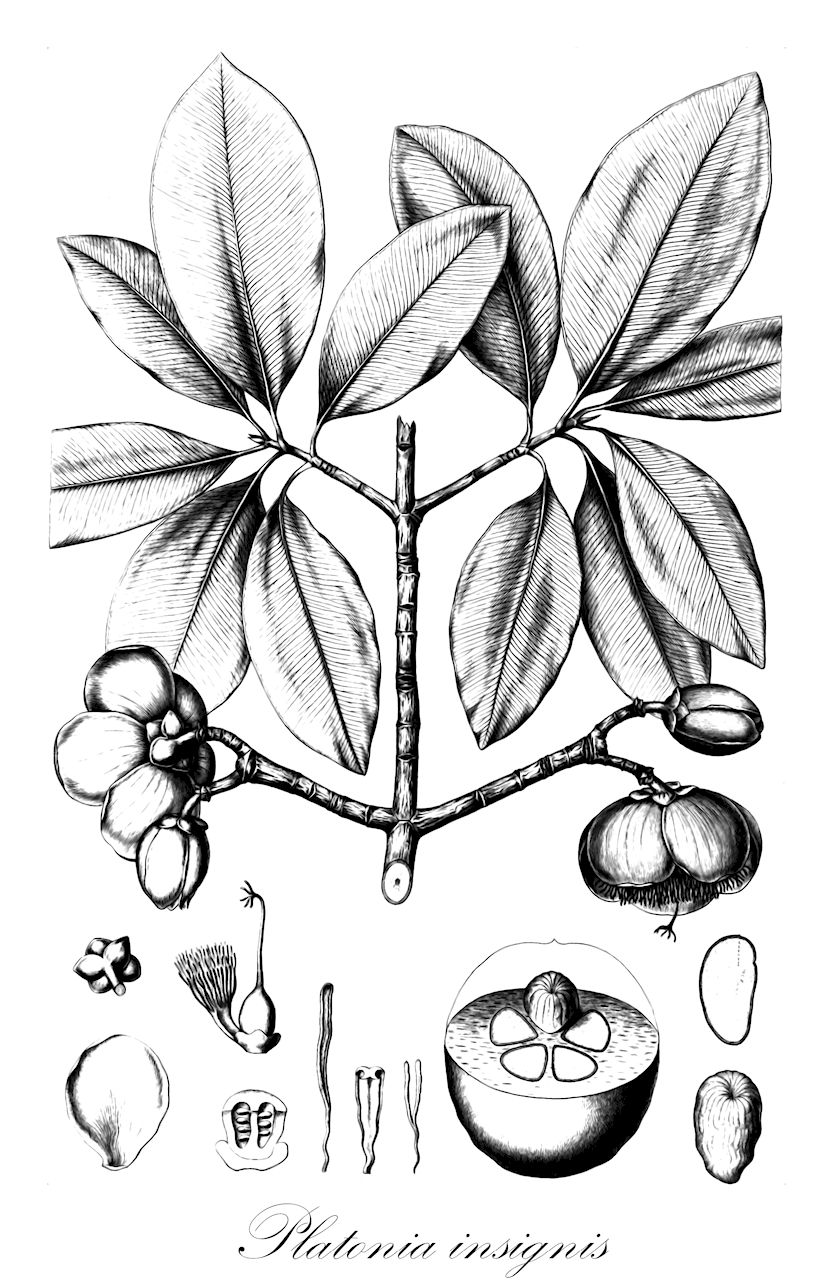 Platonia insignis - Clusiaceae,Plantae,Pteridobiotina,Angiosperms,Malpighiales,Clusiaceae,Platonia,Platonia insignis