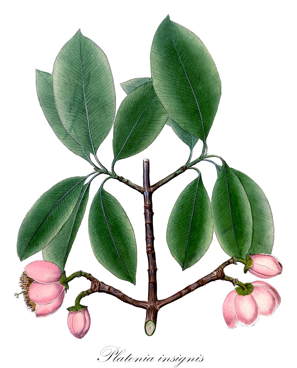 Platonia insignis - Clusiaceae,Plantae,Pteridobiotina,Angiosperms,Malpighiales,Clusiaceae,Platonia,Platonia insignis