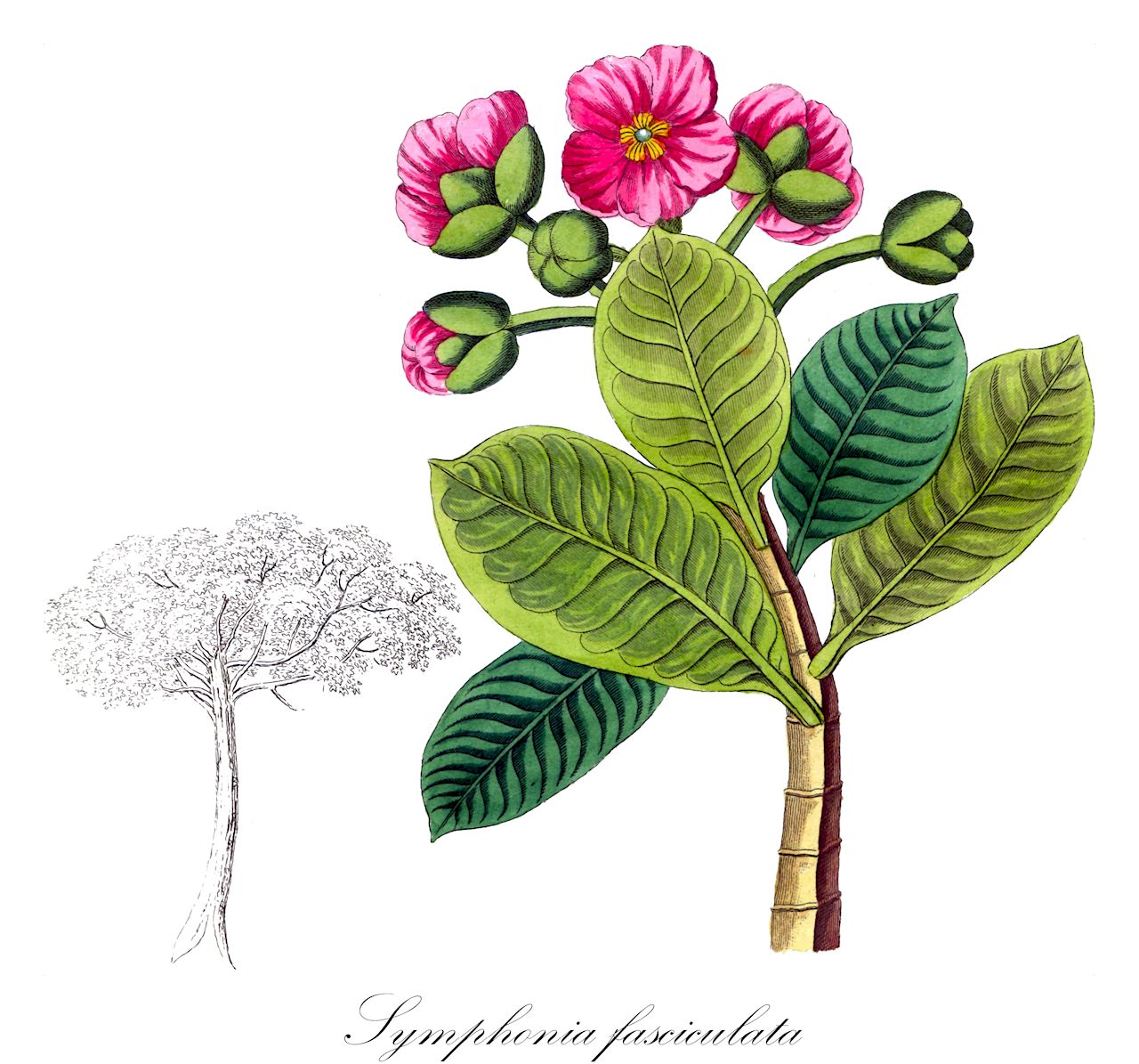 Symphonia fasciculata - Clusiaceae,Plantae,Pteridobiotina,Angiosperms,Malpighiales,Clusiaceae,Symphonia,Symphonia fasciculata,Chrysopia fasciculata, Chrysopia fasciculata, Symphonia fasciculata, Symphonia melleri