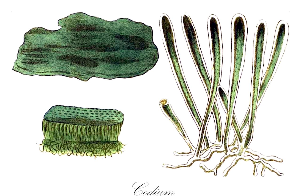 Codium - Chlorophyta,Biota,Plantae,Chlorophyta,Chlorophytina,Ulvophyceae,Bryopsidales,Codiaceae,Codium,Agardhia, Flabellaria, Flabellia