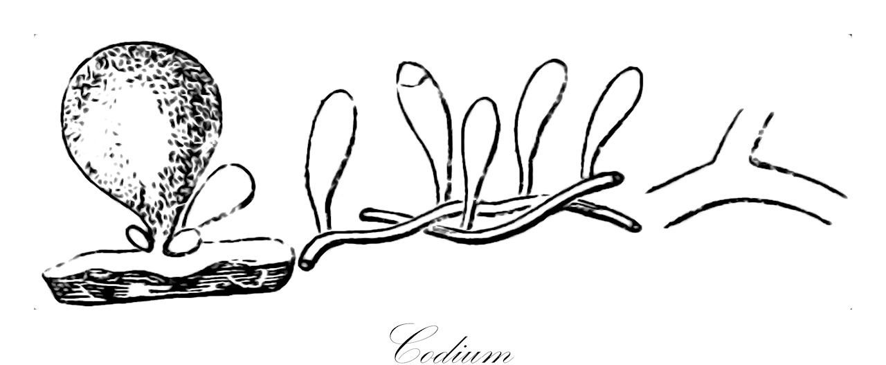 Codium - Codiaceae,Biota,Plantae,Chlorophyta,Chlorophytina,Ulvophyceae,Bryopsidales,Codiaceae,Codium,Agardhia, Flabellaria, Flabellia