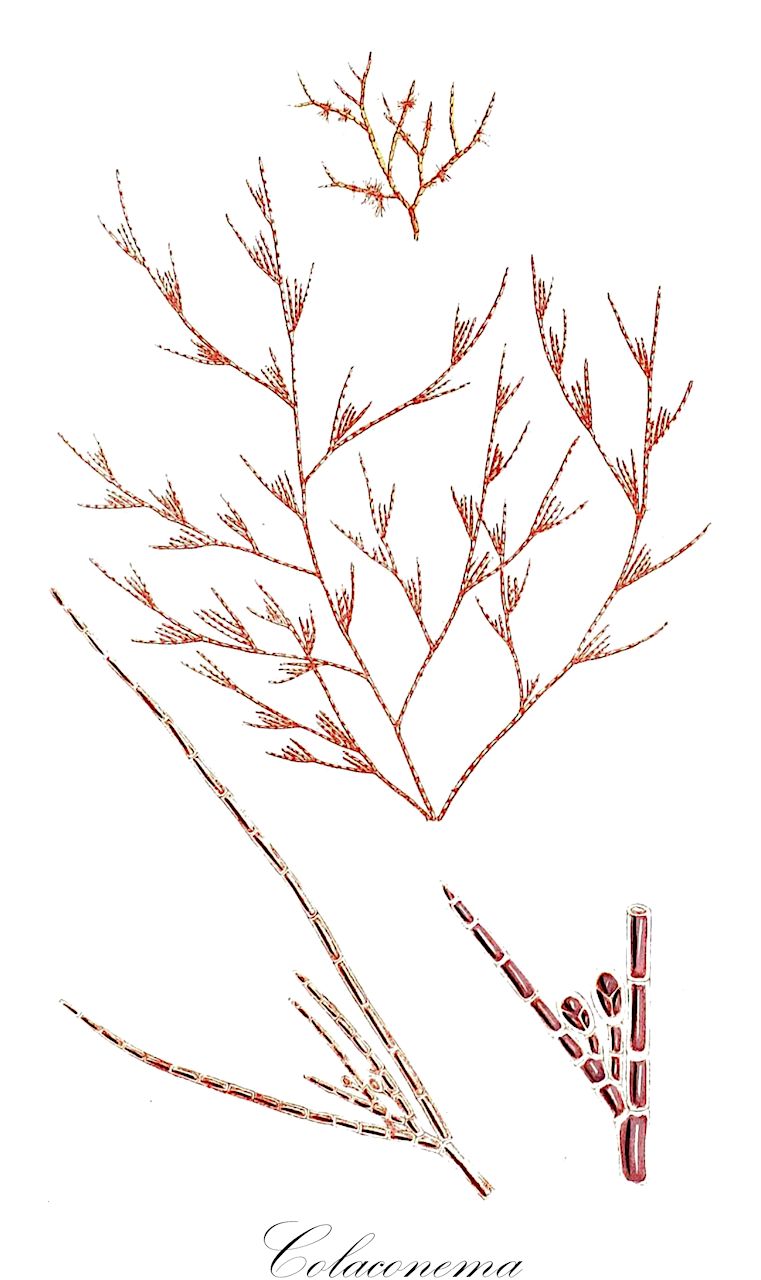 Colaconema - Malvaceae,Biota,Plantae,Rhodophyta,Eurhodophytina,Florideophyceae,Colaconematales,Colaconemataceae,Colaconema