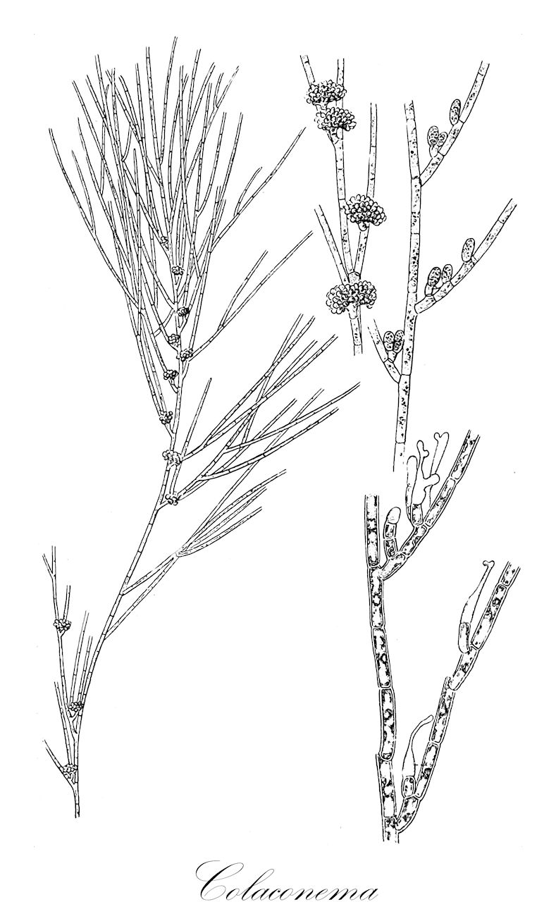 Colaconema - Colaconemataceae,Biota,Plantae,Rhodophyta,Eurhodophytina,Florideophyceae,Colaconematales,Colaconemataceae,Colaconema