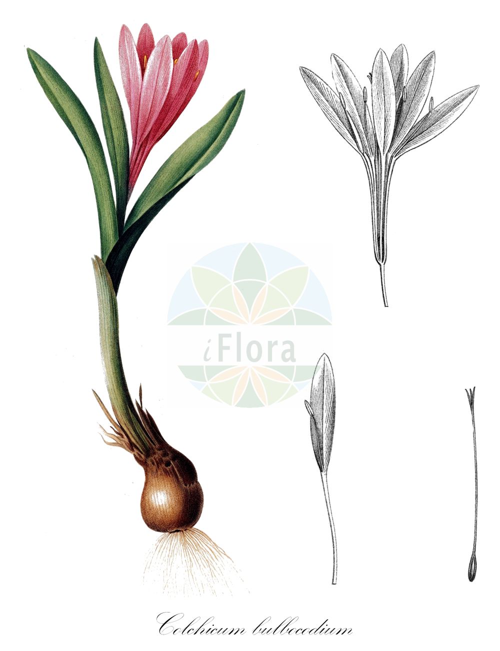 Colchicum bulbocodium - Colchicaceae,Plantae,Pteridobiotina,Angiosperms,Liliales,Colchicaceae,Colchicum,Colchicum bulbocodium,Bulbocodium vernum, Colchicum vernum, Merendera verna,Lichtblume;Frühlings-Lichtblume;Bulbocode du printemps;colchique de printemps;cebolleta;cólchico de primavera;quitameriendas de primavera;villorita;Colchico di Spagna;bulbocodio di primavera;брандушка разноцветная;bulbocodi;egyhajúvirág