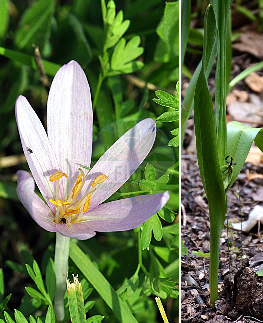 Colchicum autumnale - Colchicaceae,Plantae,Pteridobiotina,Angiosperms,Liliales,Colchicaceae,Colchicum,Colchicum autumnale,Bulbocodium antumnale, Bulbocodium autumnale, Colchicum autumnale f. bulgaricum, Colchicum autumnale f. macropetala, Colchicum autumnale f. milosi, Colchicum autumnale f. pannonicum, Colchicum autumnale f. radei, Colchicum autumnale f. transsilvanicum, Colchicum autumnale prol. vernale, Colchicum autumnale subsp. pannonicum, Colchicum autumnale subsp. vernum, Colchicum autumnale var. album, Colchicum autumnale var. bulgaricum, Colchicum autumnale var. elatius, Colchicum autumnale var. major, Colchicum autumnale var. pannonicum, Colchicum autumnale var. pictum, Colchicum autumnale var. serotinum, Colchicum autumnale var. speciosissimum, Colchicum autumnale var. transsilvanicum, Colchicum autumnale var. vernale, Colchicum autumnale var. vernum, Colchicum autumnale var. viridiflorum, Colchicum borisii, Colchicum bulgaricum, Colchicum commune, Colchicum crociflorum, Colchicum doerfleri var. orientale, Colchicum drenowskii, Colchicum orientale, Colchicum pannonicum, Colchicum polyanthon, Colchicum praecox, Colchicum rhodopaeum, Colchicum transsilvanicum, Colchicum turcicum subsp. pannonicum, Colchicum vernale, Colchicum vernum, Colchicum vranjanum,Herbst-Zeitlose;Herbstzeitlose;Wiesensafran;meadow saffron;autumn crocus;naked ladies;Colchique d'automne;tue-chien;chénarde;dame sans chemise;faux safran;femme nue;lis vert;oignon de loup;poulotte;safran bâtard;safran des prés;tue-loup;vachotte;veilleuse;veillote;colchico de otono;azafran silvestre;villorita;quita meriendas;despacha pastores;azafrán silvestre;colchico de otoño;azafrán bastardo;cebolla montés;chicolquicos;colchico común;cólchico de otoño;colchico oficinal;colchico que mata;cólquico;flor de otoño;matacán;quita meriendas de otoño;quitameriendas de otoño;Colchico d'autunno;colchico autumnale;zafferano bastardo;colchico autunnale;herfsttijdloos;wilde herfsttijloos;colquico;açafrão-dos-prados;безвременник осенный;lulë vjeshte;xhërrokull;xhërrokulli vjeshtor;còlquic;colxich;safrà bord;safranera borda;veladre;jesenski mrazovac;höst-tidlösa;hösttidlösa;tidlösa;zimowit jesienny;jesenski podlesek;őszi kikerics;ocún jesenní;brînduşă de toamnă;jesienka obyčajná;пізньоцвіт осінній;есенен мразовец;обикновен мразовец;harilik sügislill;rudens vēlziede;tidløyse;syysmyrkkylilja;обични мразовац;rudeninis vėlyvis;شميرة;σπασόχορτο