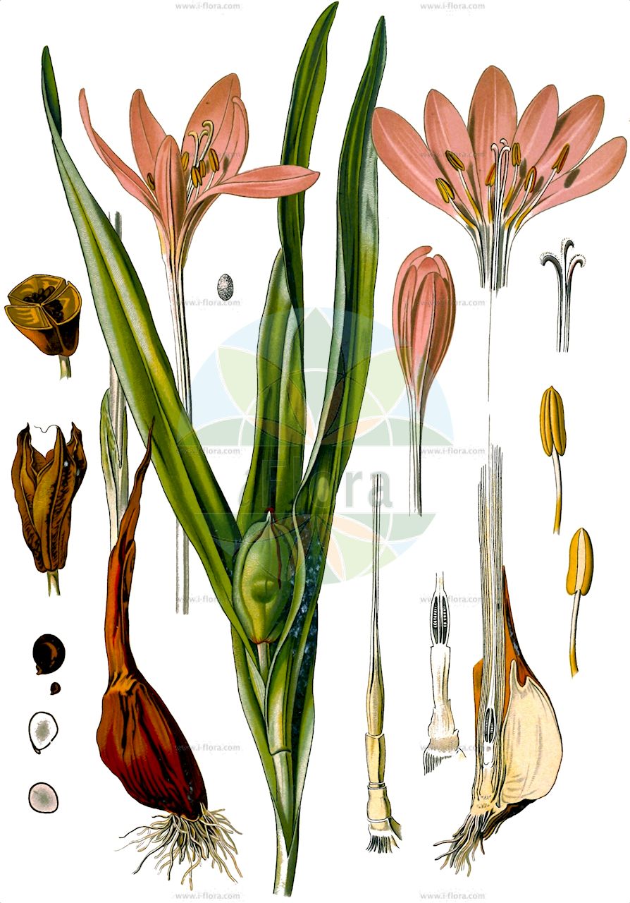Colchicum autumnale - Colchicaceae,Plantae,Pteridobiotina,Angiosperms,Liliales,Colchicaceae,Colchicum,Colchicum autumnale,Bulbocodium antumnale, Bulbocodium autumnale, Colchicum autumnale f. bulgaricum, Colchicum autumnale f. macropetala, Colchicum autumnale f. milosi, Colchicum autumnale f. pannonicum, Colchicum autumnale f. radei, Colchicum autumnale f. transsilvanicum, Colchicum autumnale prol. vernale, Colchicum autumnale subsp. pannonicum, Colchicum autumnale subsp. vernum, Colchicum autumnale var. album, Colchicum autumnale var. bulgaricum, Colchicum autumnale var. elatius, Colchicum autumnale var. major, Colchicum autumnale var. pannonicum, Colchicum autumnale var. pictum, Colchicum autumnale var. serotinum, Colchicum autumnale var. speciosissimum, Colchicum autumnale var. transsilvanicum, Colchicum autumnale var. vernale, Colchicum autumnale var. vernum, Colchicum autumnale var. viridiflorum, Colchicum borisii, Colchicum bulgaricum, Colchicum commune, Colchicum crociflorum, Colchicum doerfleri var. orientale, Colchicum drenowskii, Colchicum orientale, Colchicum pannonicum, Colchicum polyanthon, Colchicum praecox, Colchicum rhodopaeum, Colchicum transsilvanicum, Colchicum turcicum subsp. pannonicum, Colchicum vernale, Colchicum vernum, Colchicum vranjanum,Herbst-Zeitlose;Herbstzeitlose;Wiesensafran;meadow saffron;autumn crocus;naked ladies;Colchique d'automne;tue-chien;chénarde;dame sans chemise;faux safran;femme nue;lis vert;oignon de loup;poulotte;safran bâtard;safran des prés;tue-loup;vachotte;veilleuse;veillote;colchico de otono;azafran silvestre;villorita;quita meriendas;despacha pastores;azafrán silvestre;colchico de otoño;azafrán bastardo;cebolla montés;chicolquicos;colchico común;cólchico de otoño;colchico oficinal;colchico que mata;cólquico;flor de otoño;matacán;quita meriendas de otoño;quitameriendas de otoño;Colchico d'autunno;colchico autumnale;zafferano bastardo;colchico autunnale;herfsttijdloos;wilde herfsttijloos;colquico;açafrão-dos-prados;безвременник осенный;lulë vjeshte;xhërrokull;xhërrokulli vjeshtor;còlquic;colxich;safrà bord;safranera borda;veladre;jesenski mrazovac;höst-tidlösa;hösttidlösa;tidlösa;zimowit jesienny;jesenski podlesek;őszi kikerics;ocún jesenní;brînduşă de toamnă;jesienka obyčajná;пізньоцвіт осінній;есенен мразовец;обикновен мразовец;harilik sügislill;rudens vēlziede;tidløyse;syysmyrkkylilja;обични мразовац;rudeninis vėlyvis;شميرة;σπασόχορτο