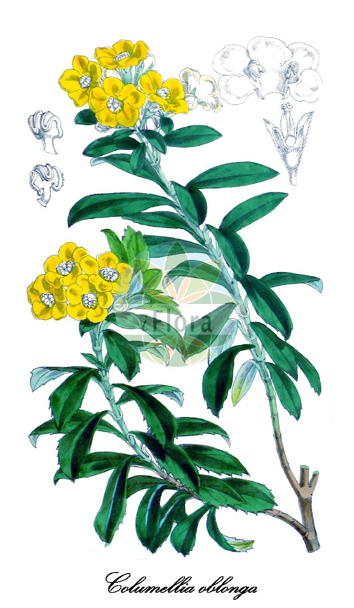 Columellia oblonga - Columelliaceae,Plantae,Pteridobiotina,Angiosperms,Bruniales,Columelliaceae,Columellia,Columellia oblonga
