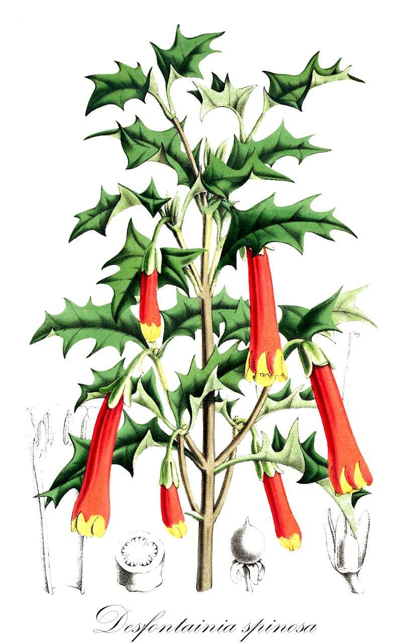 Desfontainia spinosa - Columelliaceae,Plantae,Pteridobiotina,Angiosperms,Bruniales,Columelliaceae,Desfontainia,Desfontainia spinosa,Linkia peruviana, Linkia spinosa,Desfontainie
