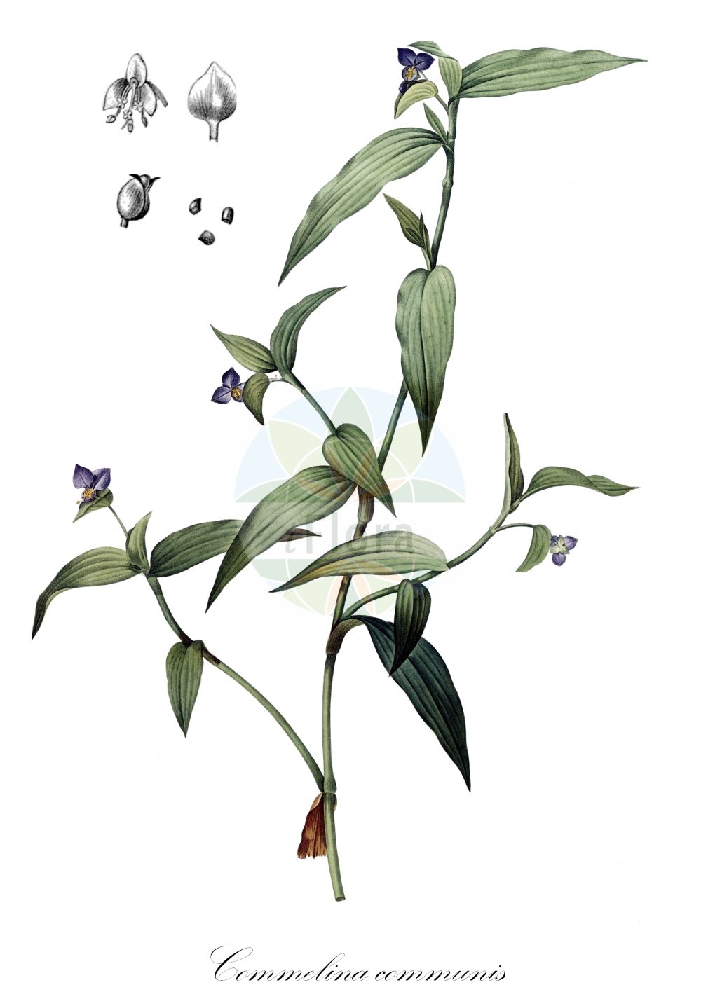 Commelina communis - Commelinaceae,Plantae,Pteridobiotina,Angiosperms,Commelinales,Commelinineae,Commelinaceae,Commelinoideae,Commelineae,Commelininae,Commelina,Commelina communis,Commelina communis f. albiflora, Commelina communis f. aureostriata, Commelina communis f. caeruleopurpurascens, Commelina communis var. angustifolia, Commelina communis var. ciliata,Gewöhnliche Tagblume;Gewöhnliche Commelina;Gewöhnliche Commeline;Kommeline;asiatic dayflower;comméline commune;Comméline commune;commeline vulgaire;misère;misère asiatique;flor de Santa Lucia;siempreviva;Erba miseria asiatica;gewoone commelina;gewone commelina;tradescância;обыкновенная коммелина;коммелина обыкновенная;mahmuza;komelina;liten himmelsblomma;komelina pospolita;tsuyukusa;ツユクサ;ボウシバナ;bôshibana;navadna comelina;azúrkék kommelína;křížatka obecná;križatka obyčajná;podenka obyčajná;комеліна звичайна;комелина;yā zhí cǎo;鸭跖草