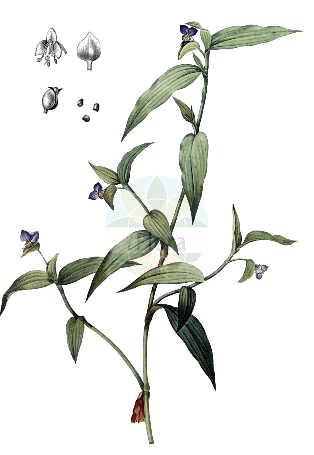 Commelina communis - Commelinaceae,Plantae,Pteridobiotina,Angiosperms,Commelinales,Commelinineae,Commelinaceae,Commelinoideae,Commelineae,Commelininae,Commelina,Commelina communis,Commelina communis f. albiflora, Commelina communis f. aureostriata, Commelina communis f. caeruleopurpurascens, Commelina communis var. angustifolia, Commelina communis var. ciliata,Gewöhnliche Tagblume;Gewöhnliche Commelina;Gewöhnliche Commeline;Kommeline;asiatic dayflower;comméline commune;Comméline commune;commeline vulgaire;misère;misère asiatique;flor de Santa Lucia;siempreviva;Erba miseria asiatica;gewoone commelina;gewone commelina;tradescância;обыкновенная коммелина;коммелина обыкновенная;mahmuza;komelina;liten himmelsblomma;komelina pospolita;tsuyukusa;ツユクサ;ボウシバナ;bôshibana;navadna comelina;azúrkék kommelína;křížatka obecná;križatka obyčajná;podenka obyčajná;комеліна звичайна;комелина;yā zhí cǎo;鸭跖草