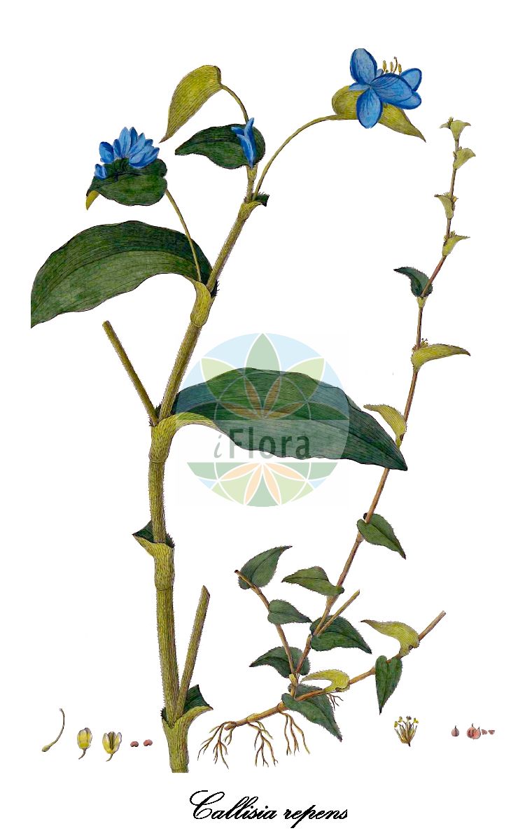 Callisia repens - Commelinaceae,Plantae,Pteridobiotina,Angiosperms,Commelinales,Commelinineae,Commelinaceae,Commelinoideae,Tradescantieae,Tradescantiinae,Callisia,Callisia repens,Callisia hexandra, Callisia hexandra var. caracasana, Callisia hexandra var. mandonii, Callisia hexandra var. salzmannii, Callisia repens var. ciliata, Callisia repens var. mandonii, Commelina hexandra var. mandonii, Hapalanthus repens, Tradescantia callisia, Tradescantia repens