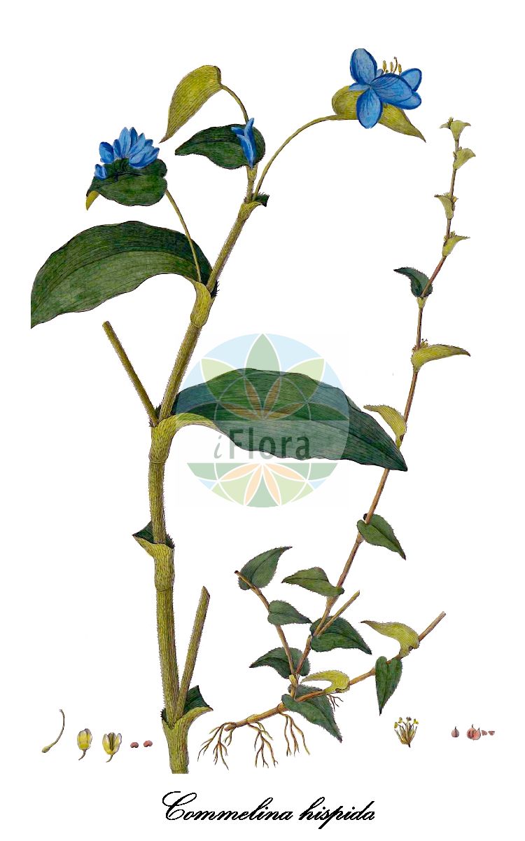 Commelina hispida - Commelinaceae,Plantae,Pteridobiotina,Angiosperms,Commelinales,Commelinineae,Commelinaceae,Commelinoideae,Commelineae,Commelininae,Commelina,Commelina hispida,Commelina hispida var. gaudichaudii, Commelina schoubertii