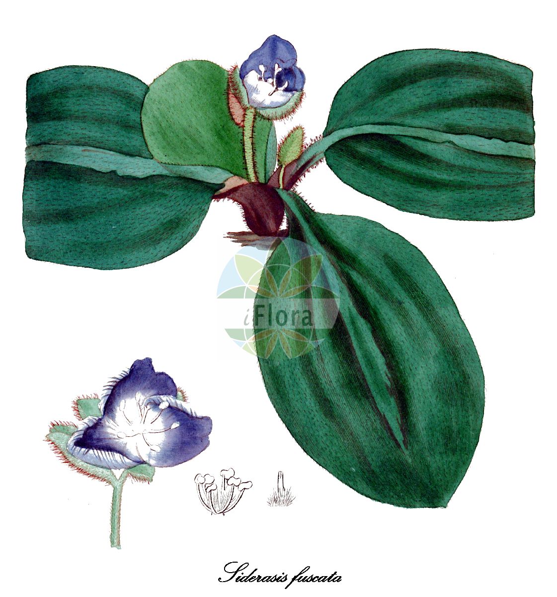 Siderasis fuscata - Commelinaceae,Plantae,Pteridobiotina,Angiosperms,Commelinales,Commelinineae,Commelinaceae,Commelinoideae,Tradescantieae,Dichorisandrinae,Siderasis,Siderasis fuscata,Pyrrheima fuscatum, Pyrrheima loddigesii, Pyrrheima loddigesii var. minus, Pyrrheima minus, Siderasis acaules, Tradescantia fuscata, Tradescantia hirsutissima